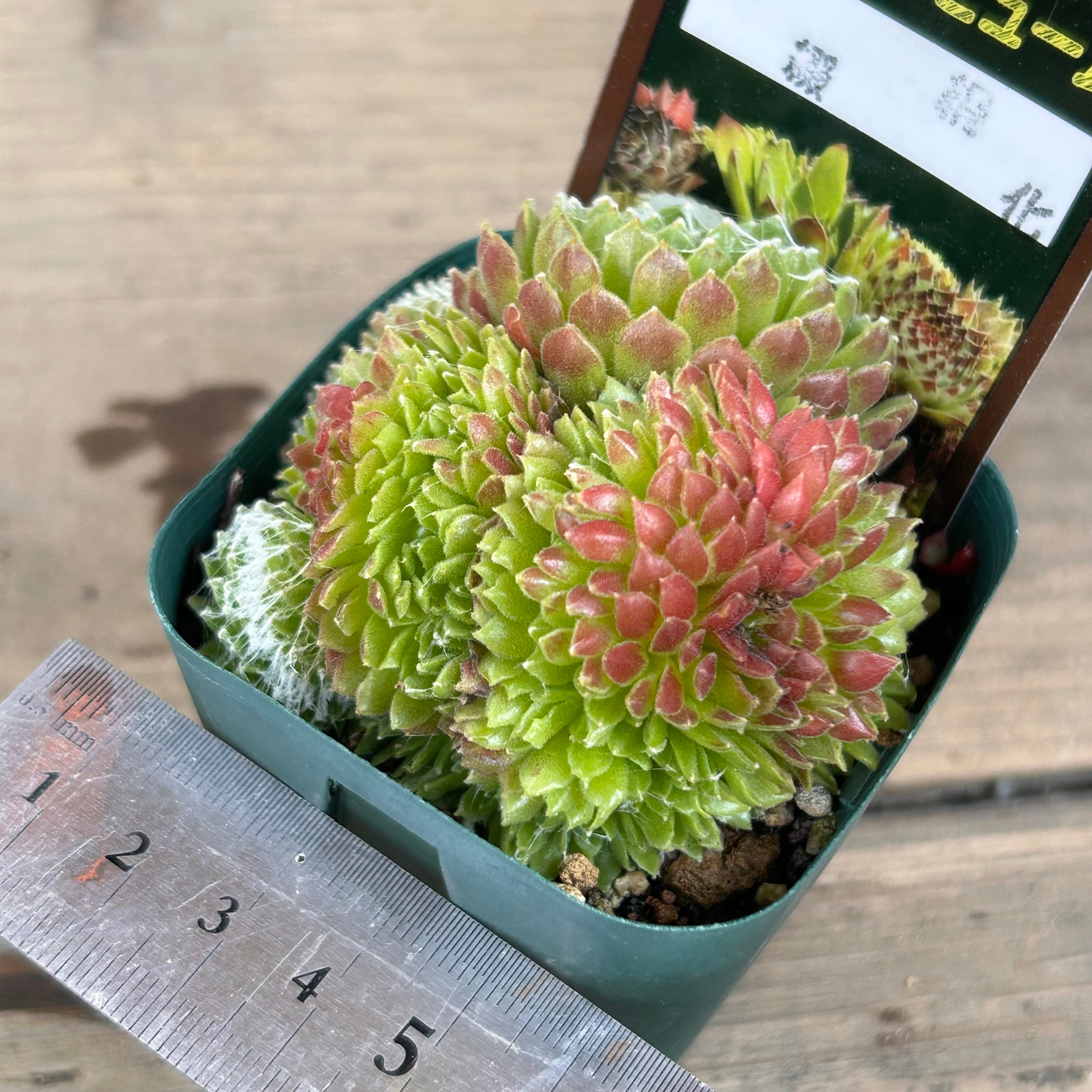 感謝を込めて。センペルビウム15(*´ω`*)Ｓ 巻絹綴化 センペルビューム | RuPo 多肉植物専門店
