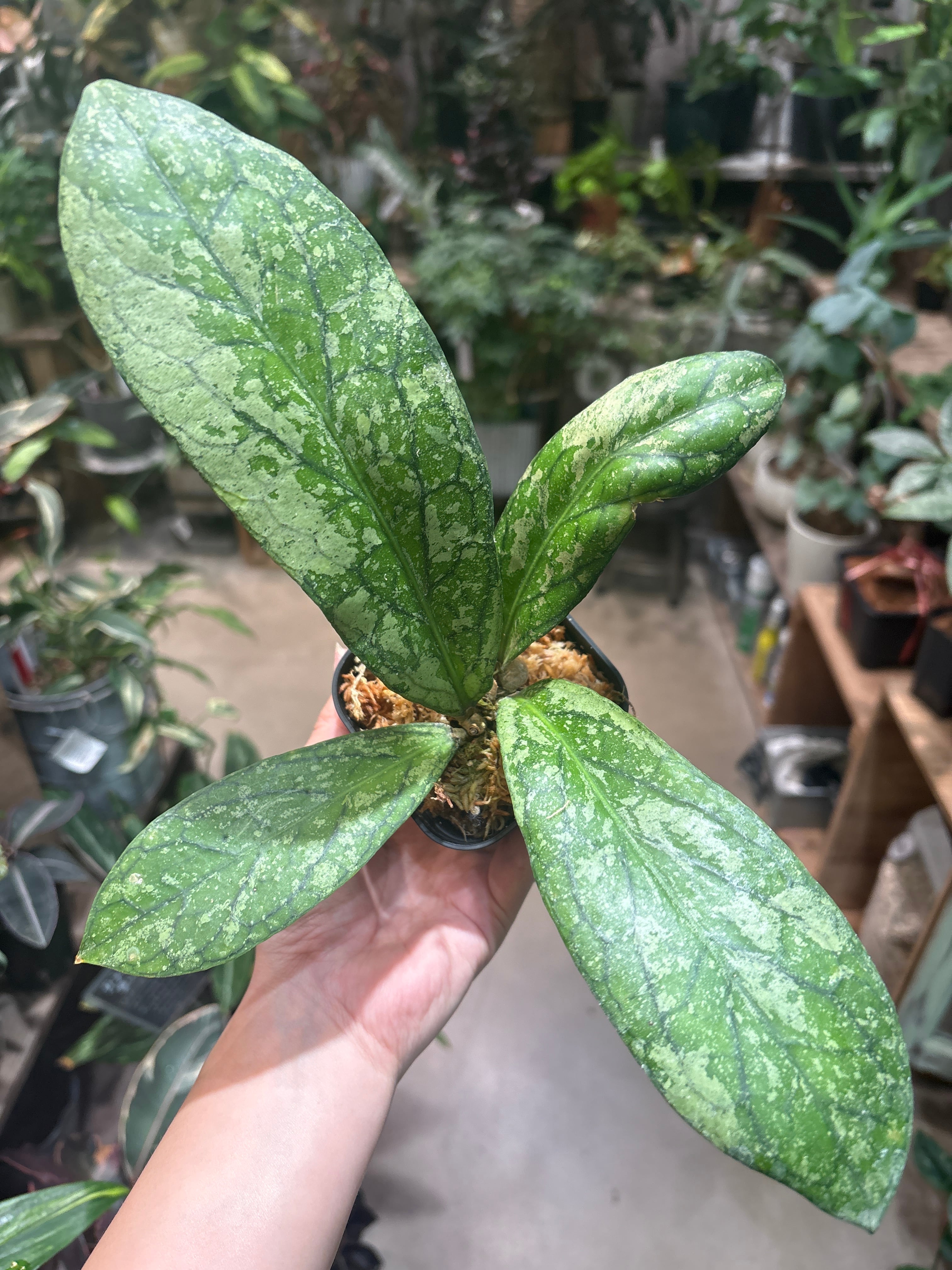 リプサリス ホルビアーナ | MIDORIYA 観葉植物専門店