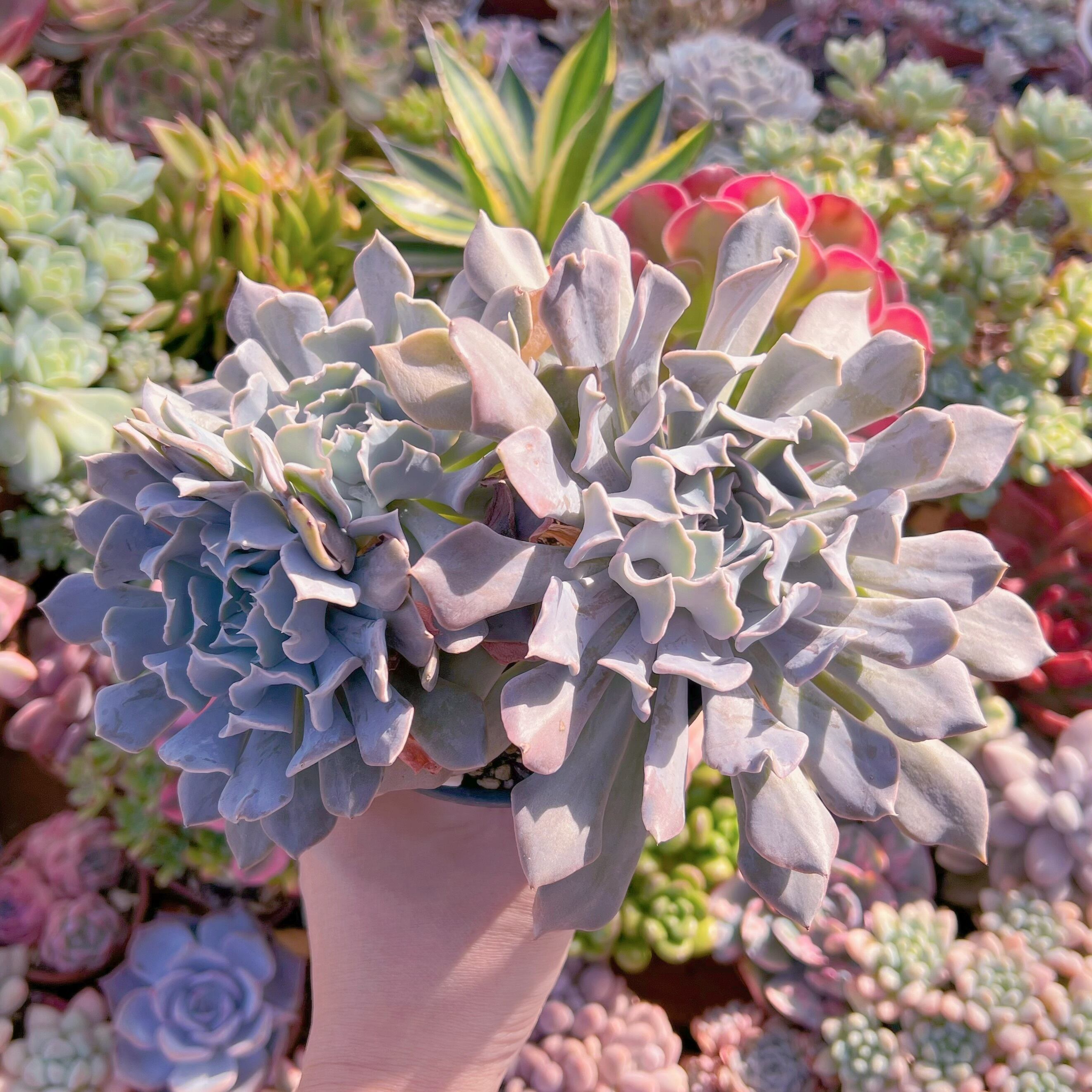 現品　スワンレイク#225　特大群生　新入荷