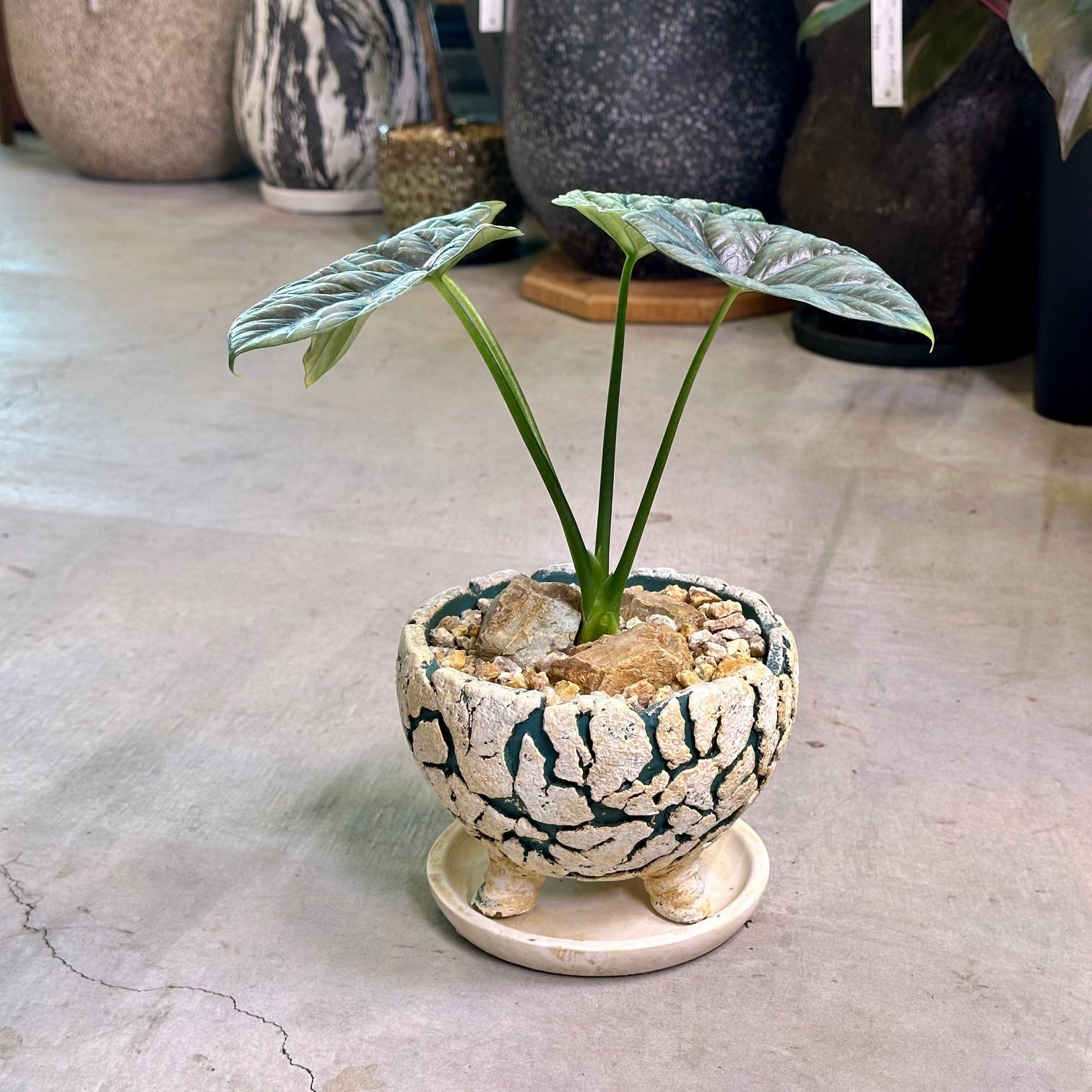 アロカシア・シヌアータ | Pay ID