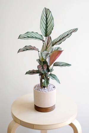 【M】カラテア ホワイトスター/Calathea White star