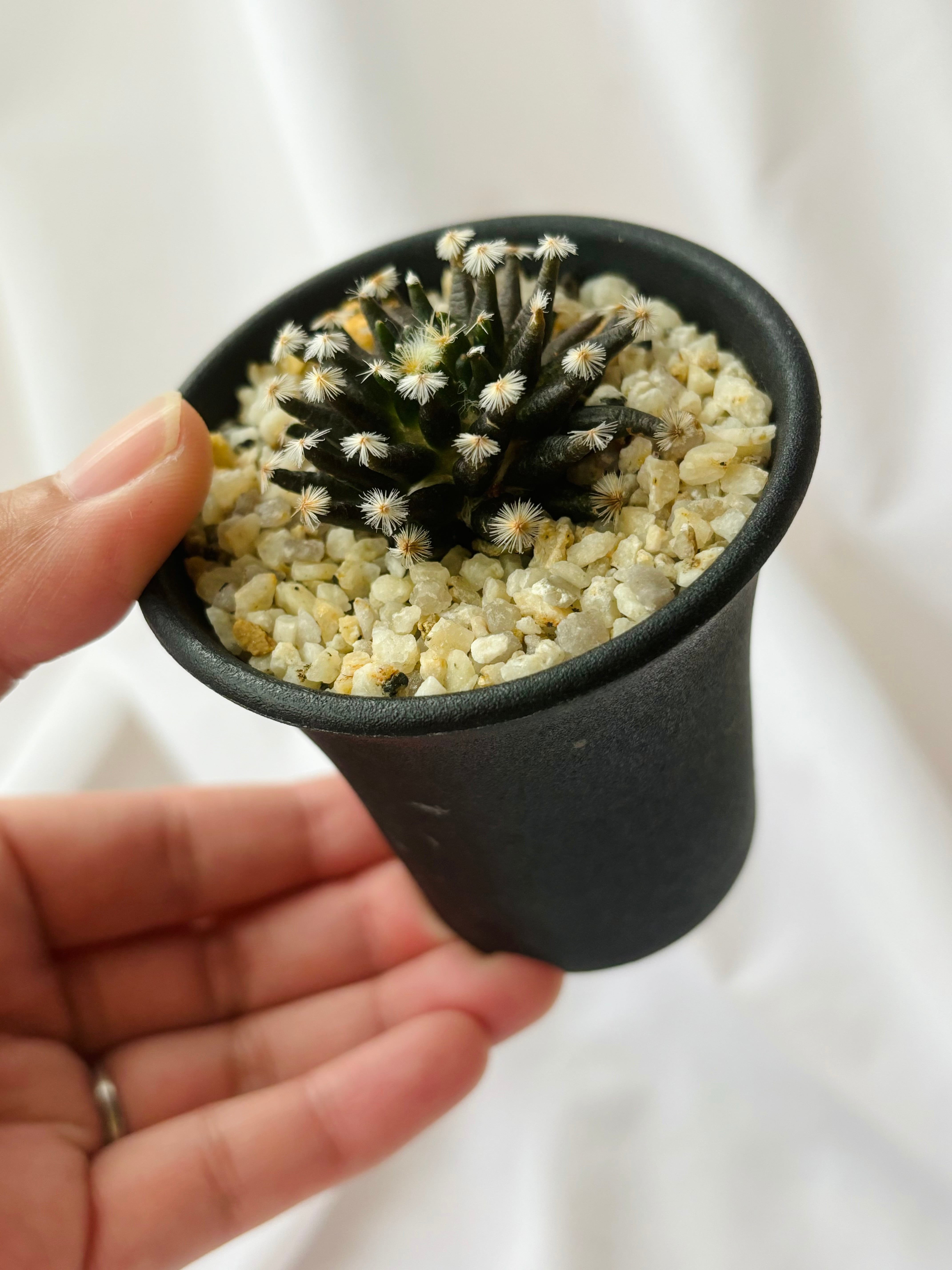 黒肌明星 実生 Mammillaria schiedeana マミラリア 黒肌明星 サボテン | plants MARU
