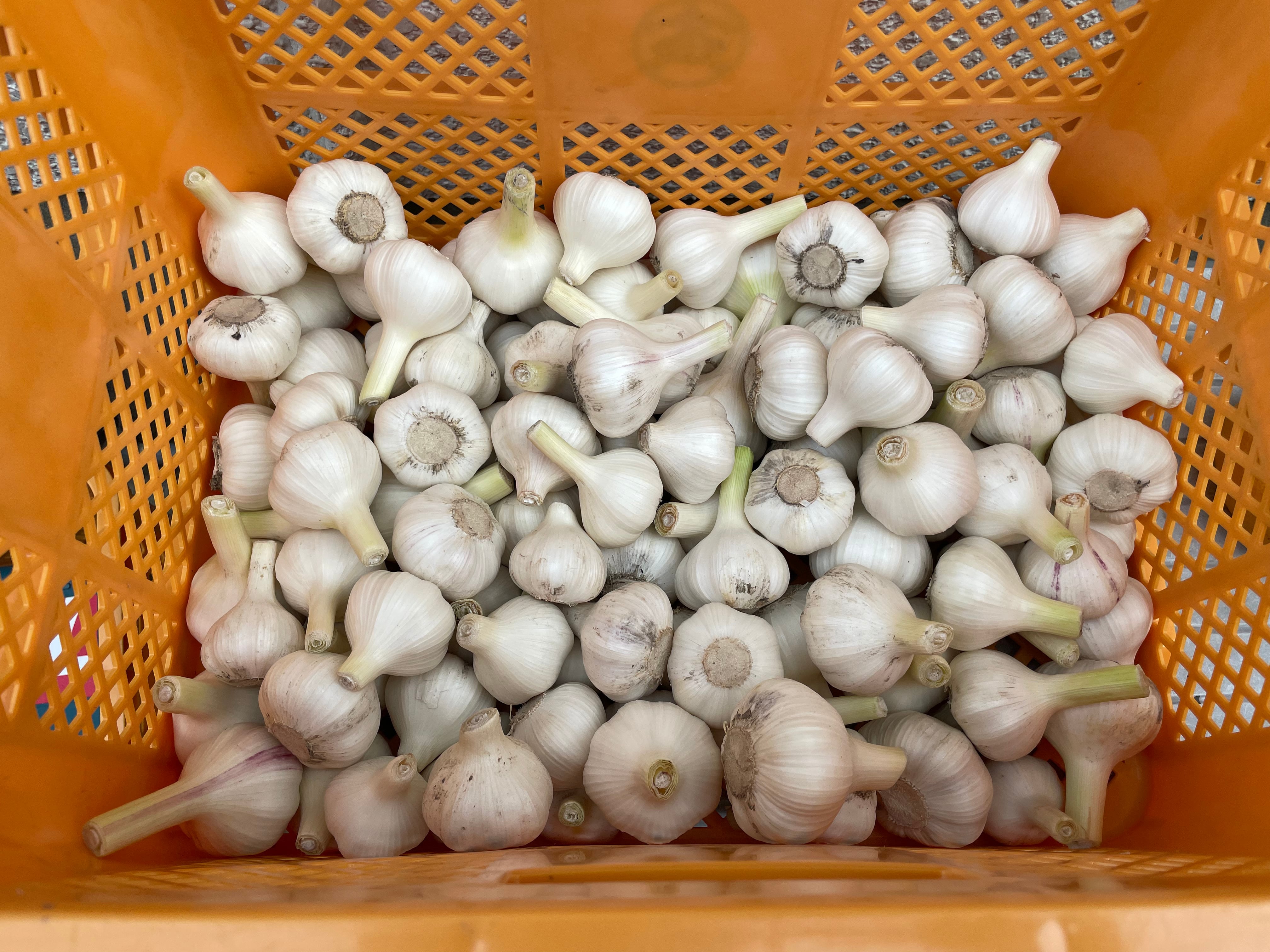 山口県産　生ニンニク　8キロ 生にんにく（シン・にんにく）Aランク Lサイズ 1kg（ 8-10玉程度/kg