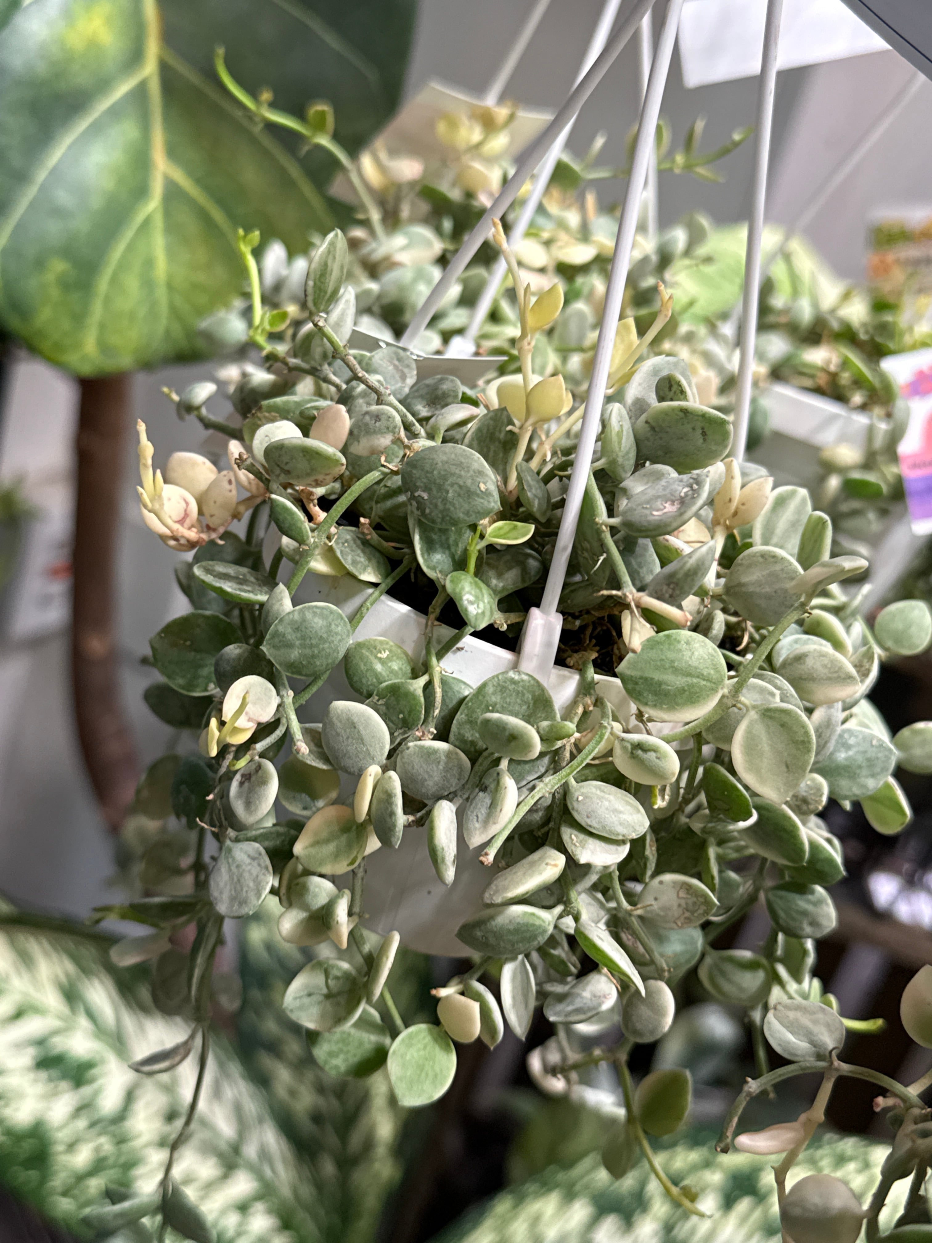 ディスキディア ヌンムラリア バリエガータ | Gardenえん 【観葉熱帯植物】