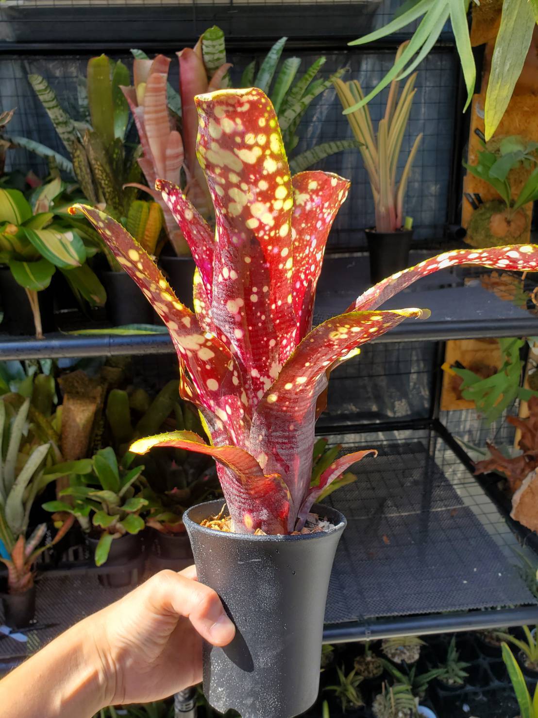 Billbergia Kolan dynasty【artPLANTs】 ビルベルギア/タンク