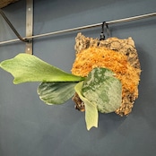 ビカクシダ Bifurcatum white 板付け (コルク)【1066】