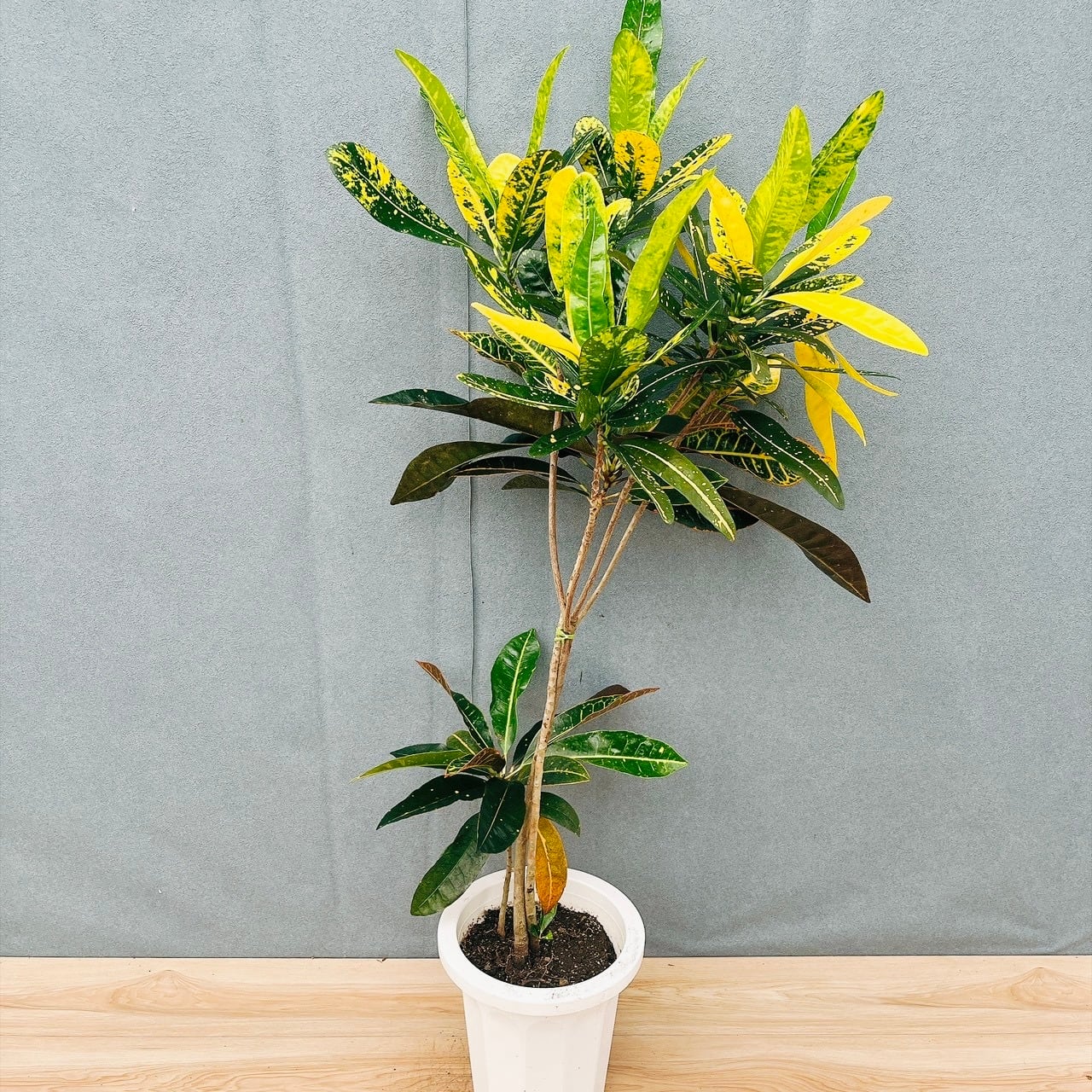 現品］83番 エバーフレッシュ 曲がり 8号 観葉植物 室内 大型 人気