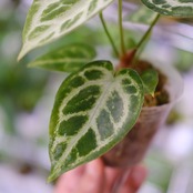 アンスリウム ドラヤキ × シルバーブラッシュ / Anthurium Dorayaki × Anthurium Silver brush⑥ / 観葉植物<育て方・花言葉>
