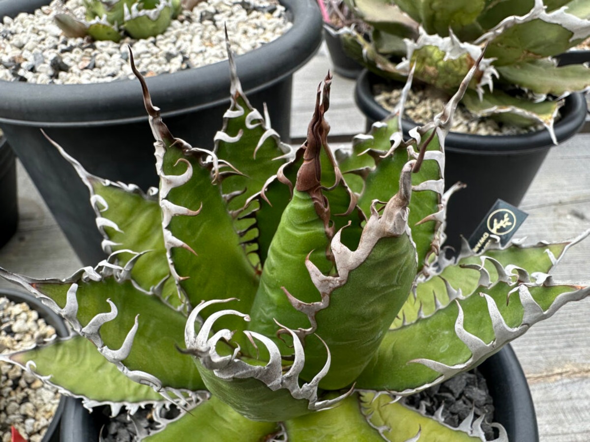 【超美株‼︎】アガベ　ホリダ　カリフォルニアドワーフ　最終価格 超美株‼︎】アガベ ホリダ カリフォルニアドワーフ 最終価格 超