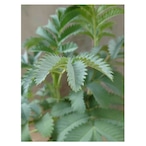 Melianthus major