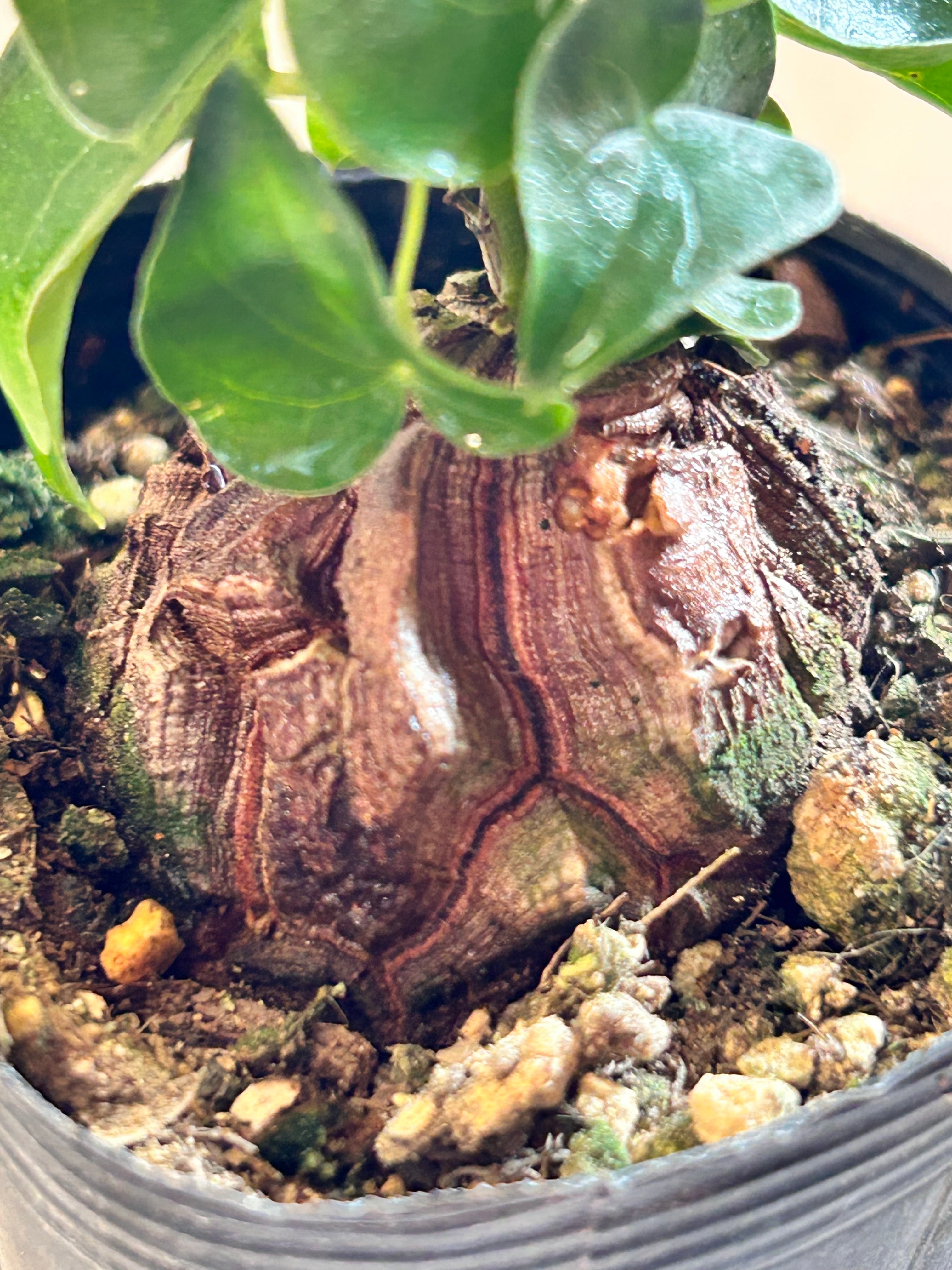 GREEN JAM foliageplant