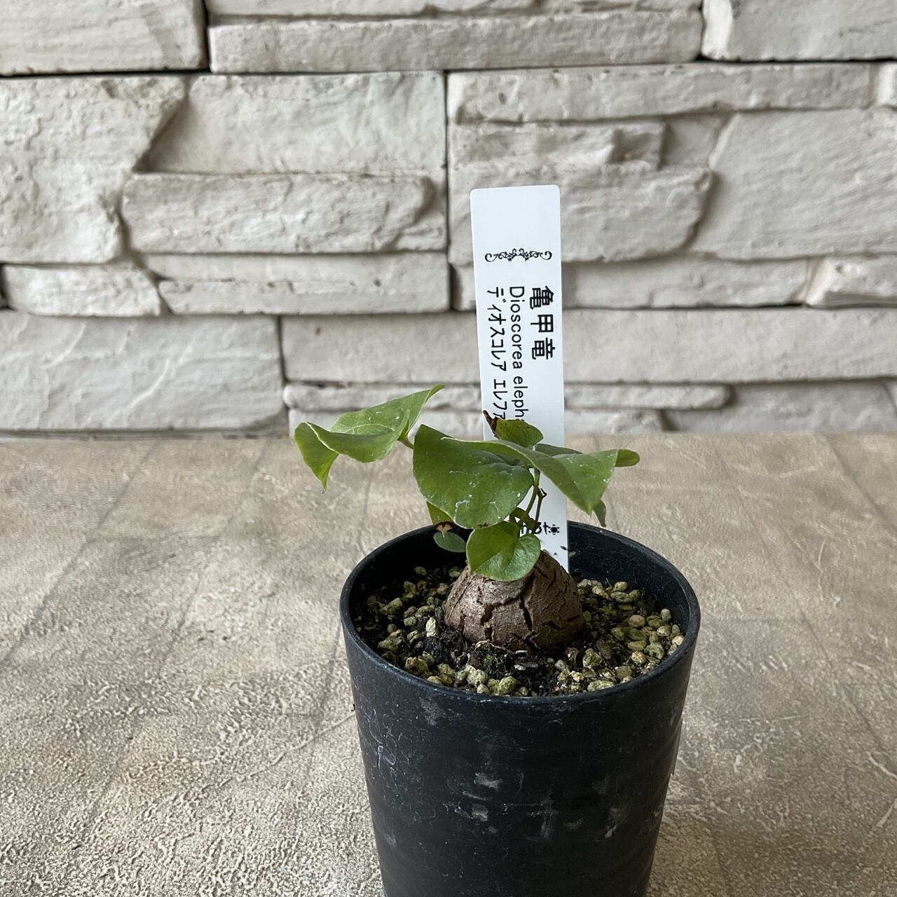 塊根植物】ディスコレア エレファンティペス 亀甲竜 2寸鉢 | 橋本種苗園