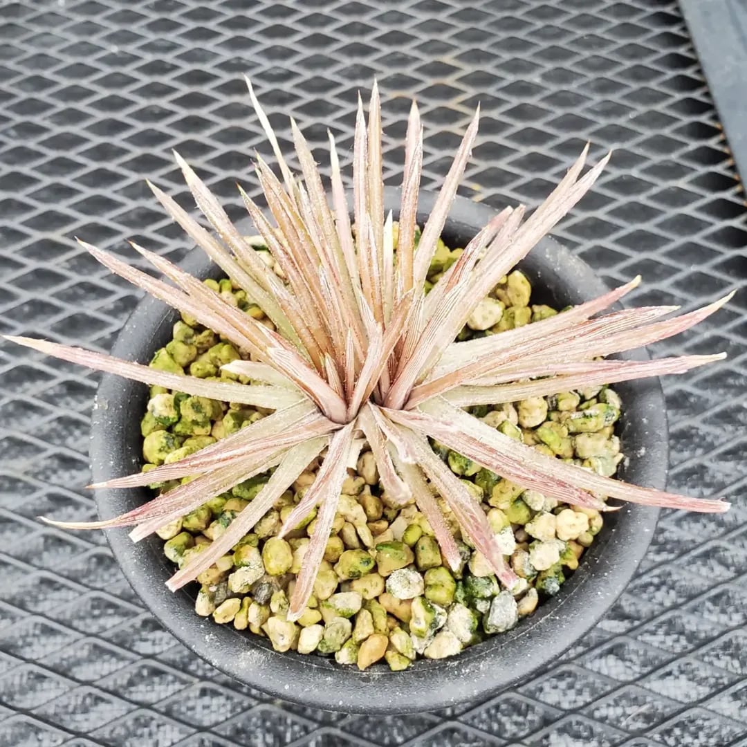 Dyckia（ディッキア） | レアプランツ通販サイトPlants Maniax