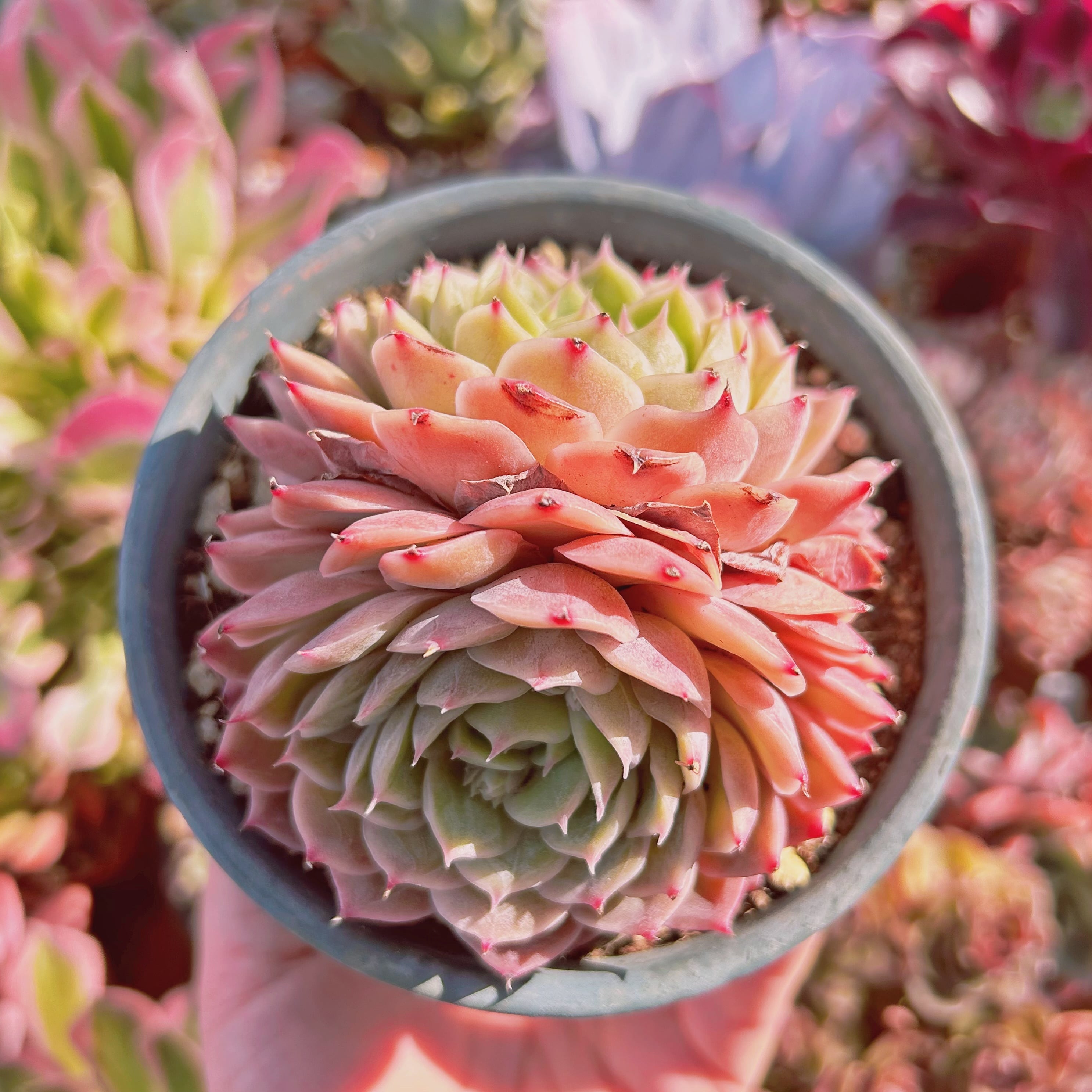 #212現物　多肉植物　オンスロー　特大　抜き苗