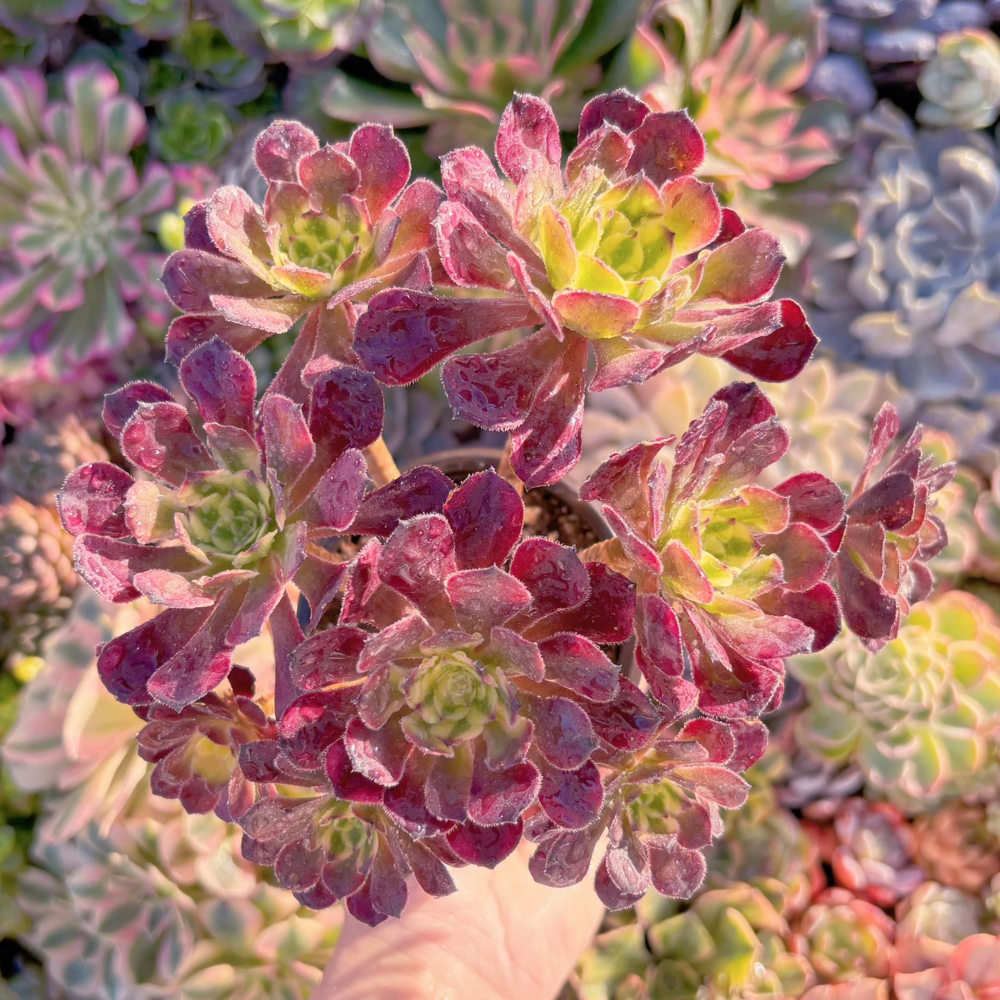 現品　花蝶#M273　群生　るる農園