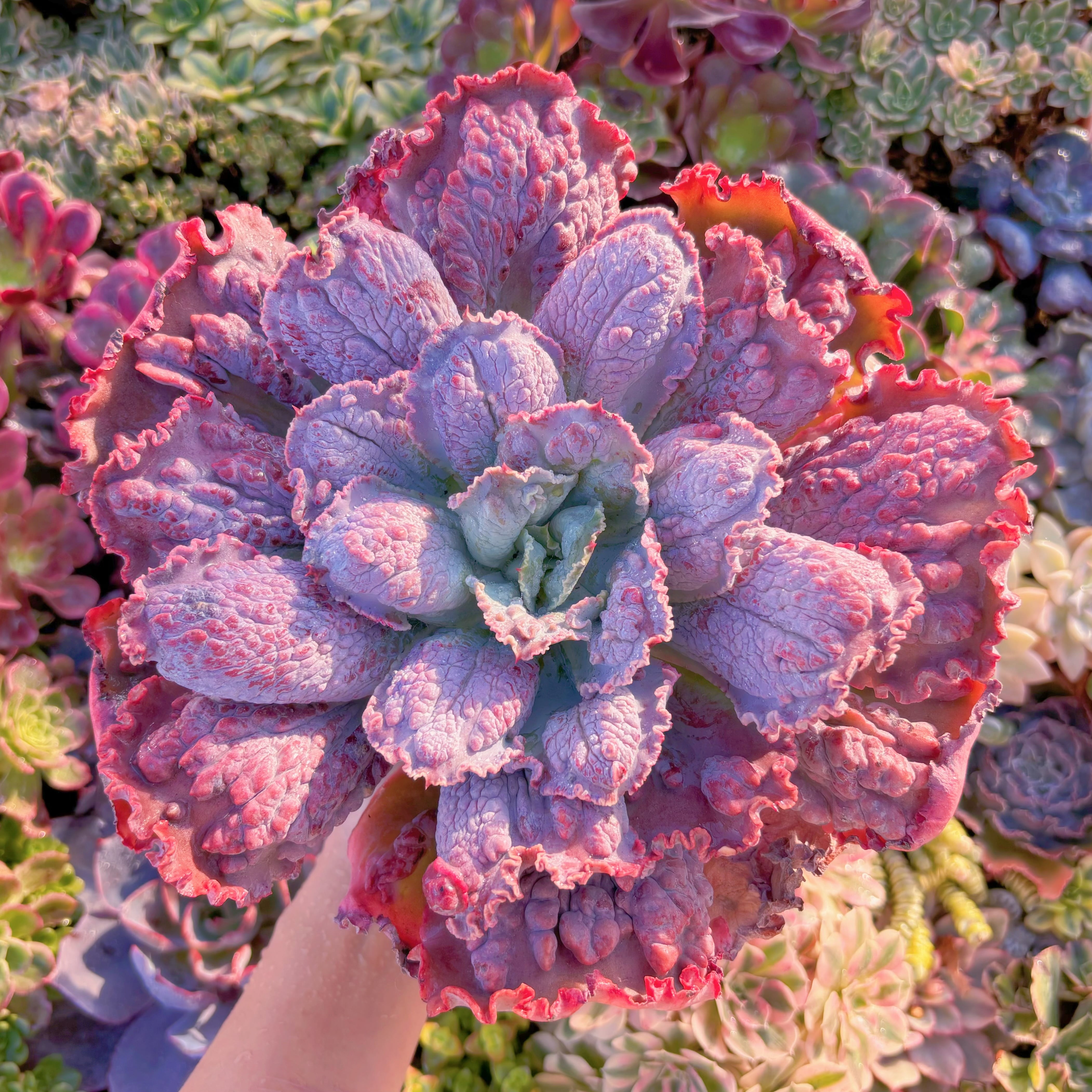 現品　カーニバル#2025　特大苗　るる農園