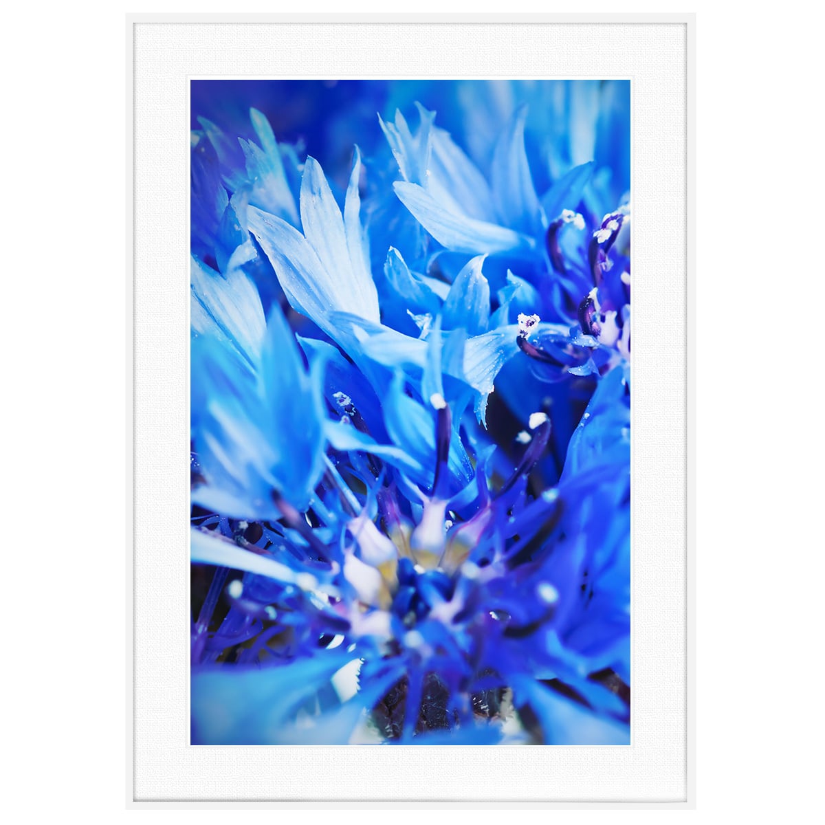 花写真 青いヤグルマギク インテリアアートポスター額装 AS2807