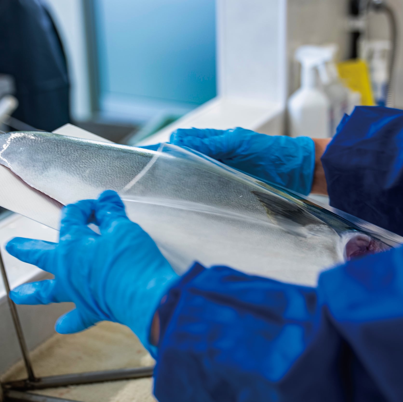 ！年末予約！[三枚おろし半身]  豊後ハマチ 若武者  ※送料込