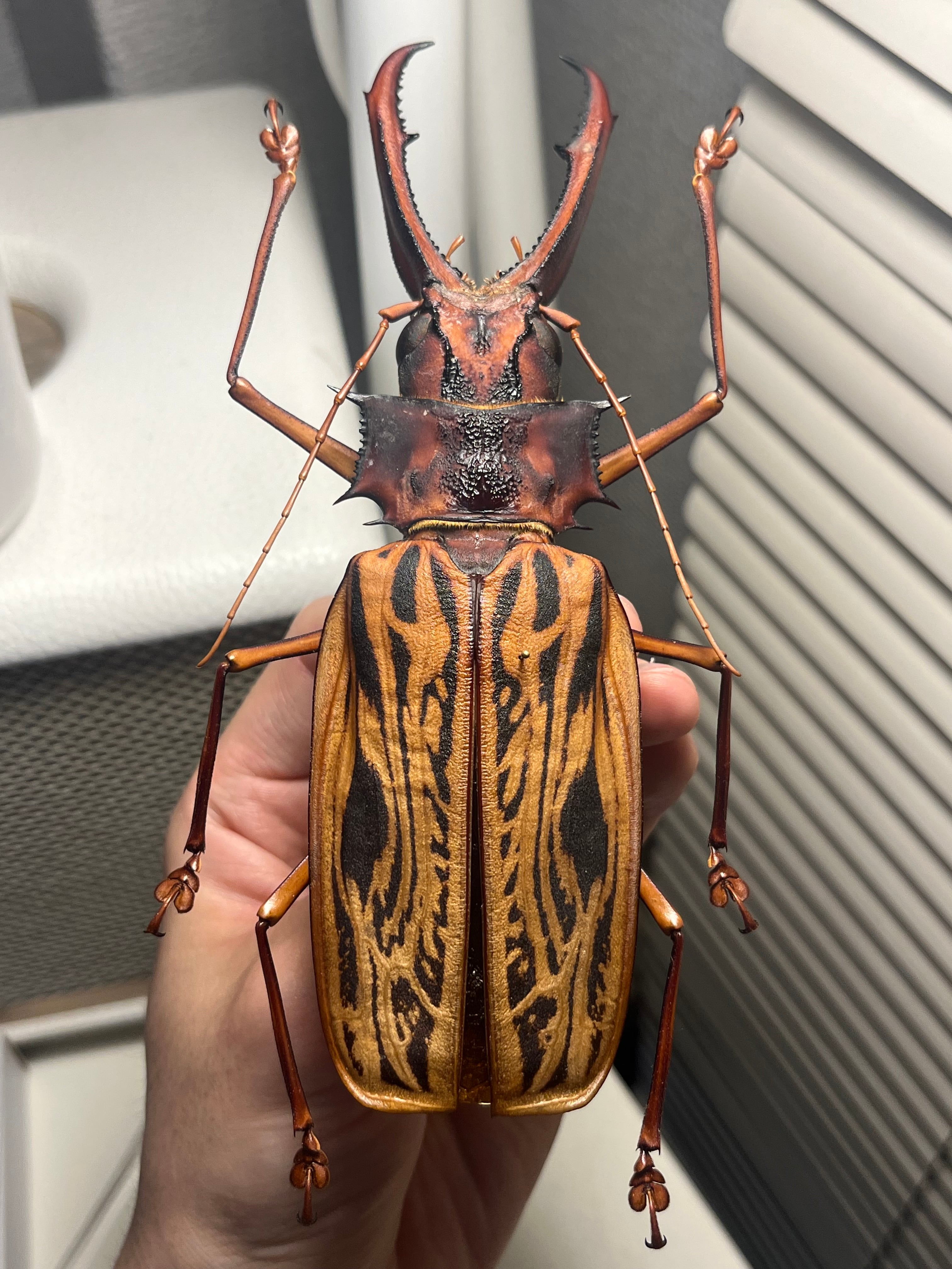 ギネス】ゴライアスバードイータータランチュラ ルブロンオオツチグモ