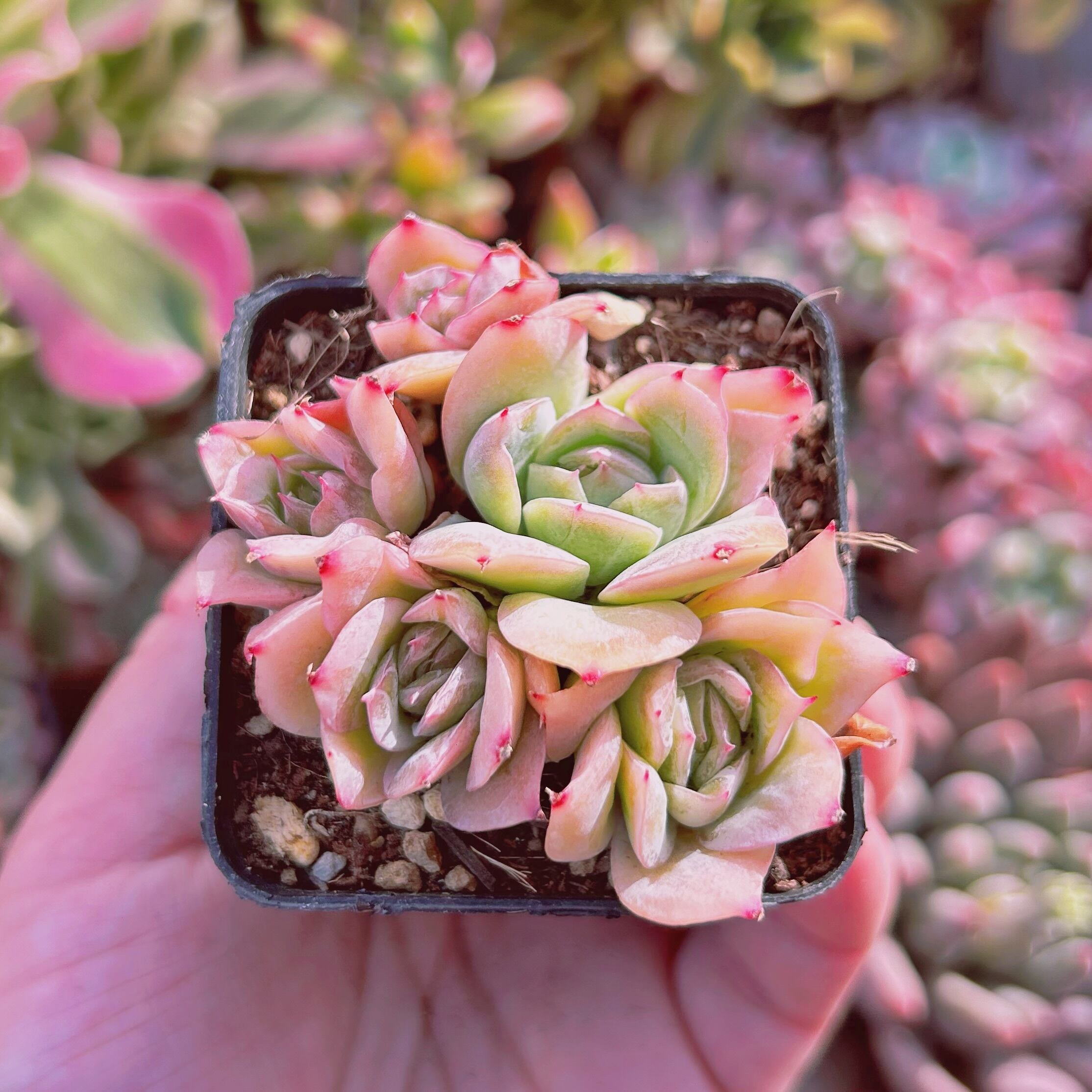 現物　多肉植物　クィーンローズ覆輪錦　抜き苗