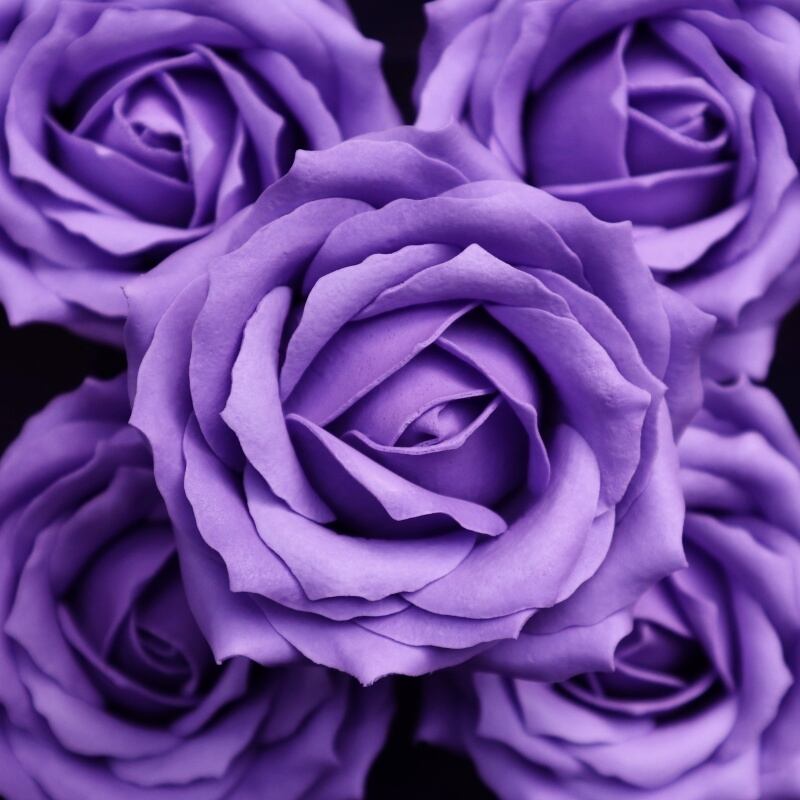 クイーンバラQ-PU3 ミディアムバイオレット(9輪入り)