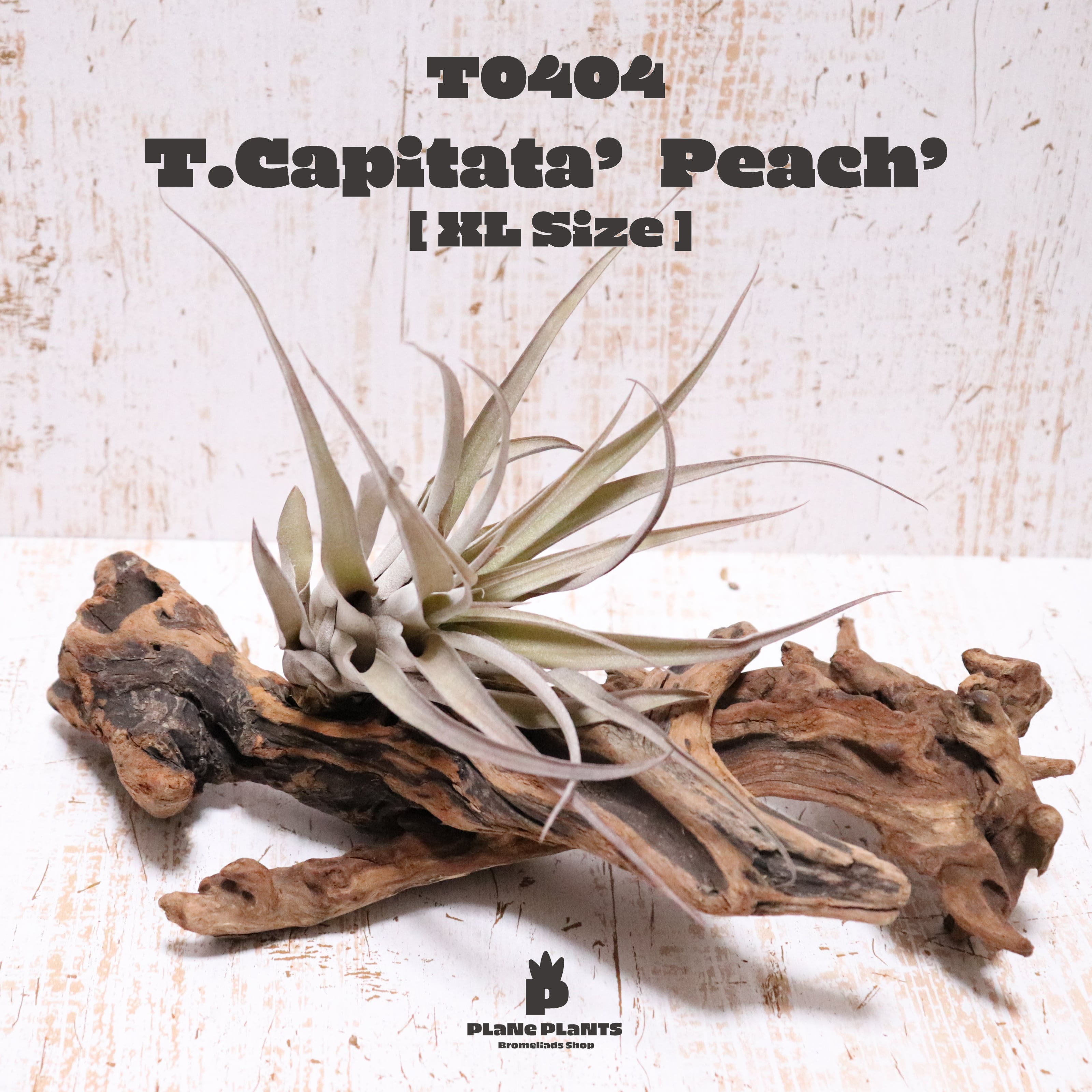 【送料無料】カピタータピーチ XL〔エアプランツ〕現品発送T0404