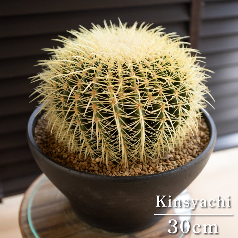 サボテン/キンシャチ【金鯱】サボテンの王様/ドライガーデン サボテン/キンシャチ【金鯱】サボテンの王様/ドライガーデン