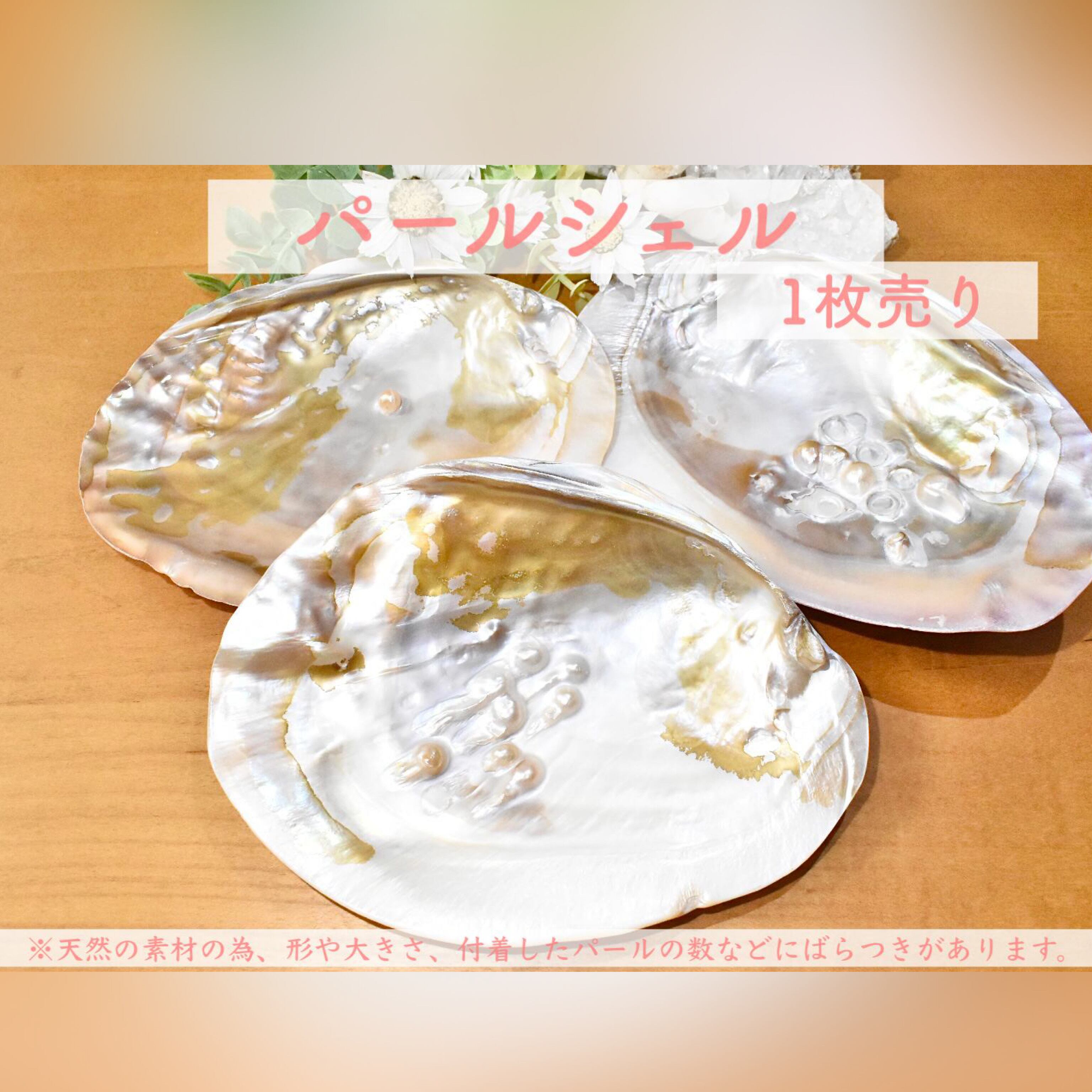 パールシェル 1枚売り イケチョウ貝 中国産 浄化皿 インテリア
