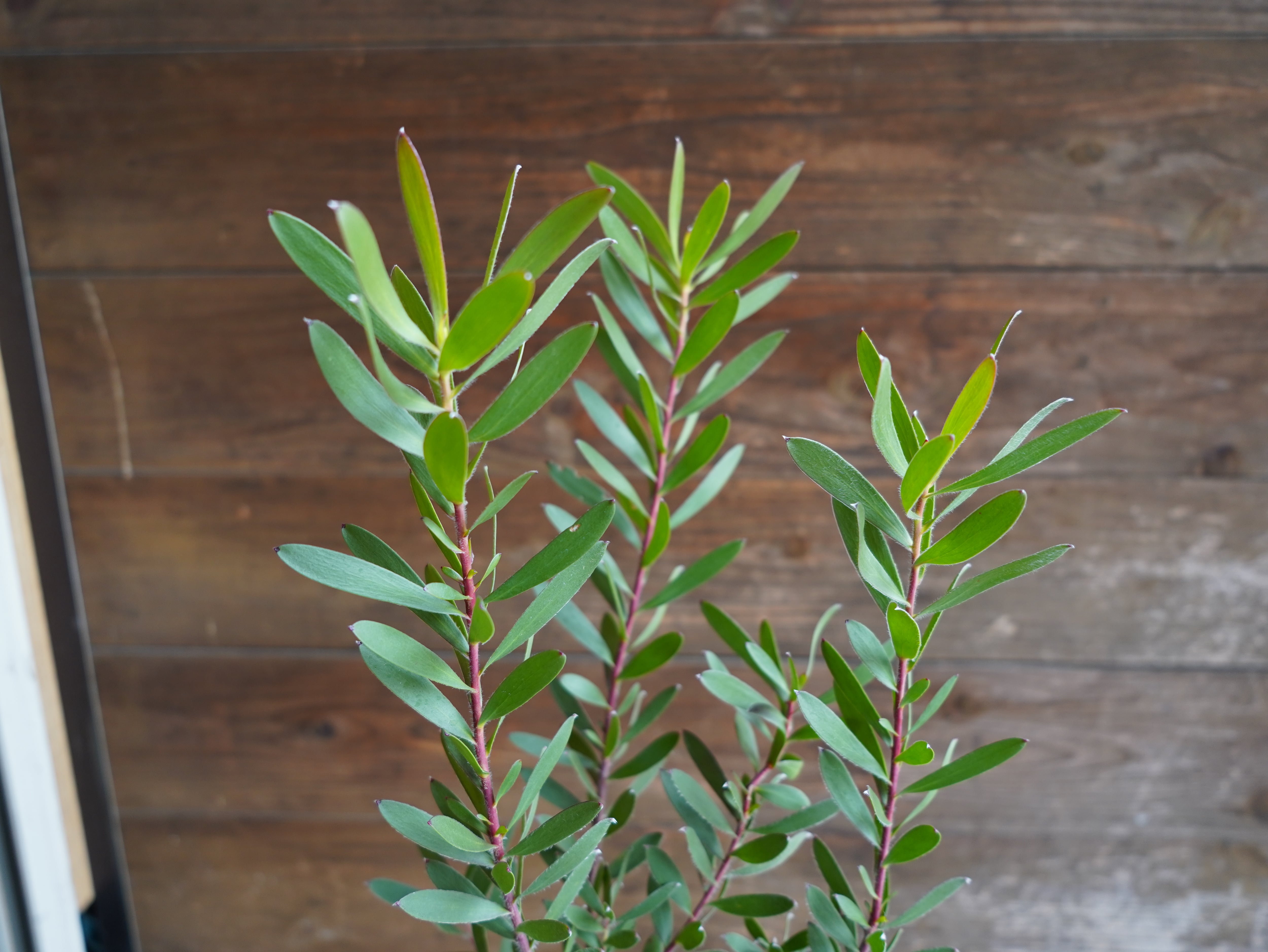 【現物】リューカデンドロン ”Red Gem”