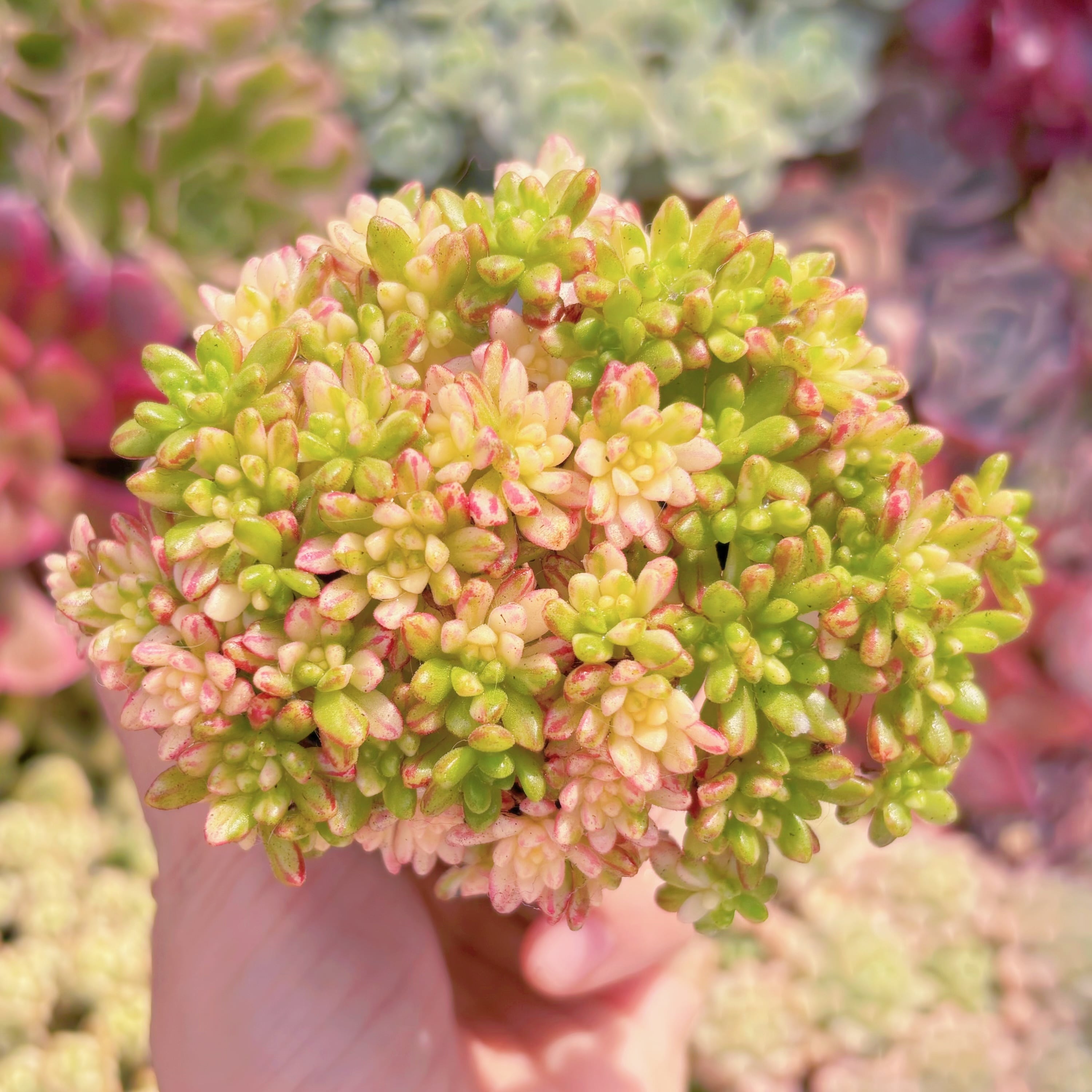 現品　小人の祭り錦#771　群生　るる農園