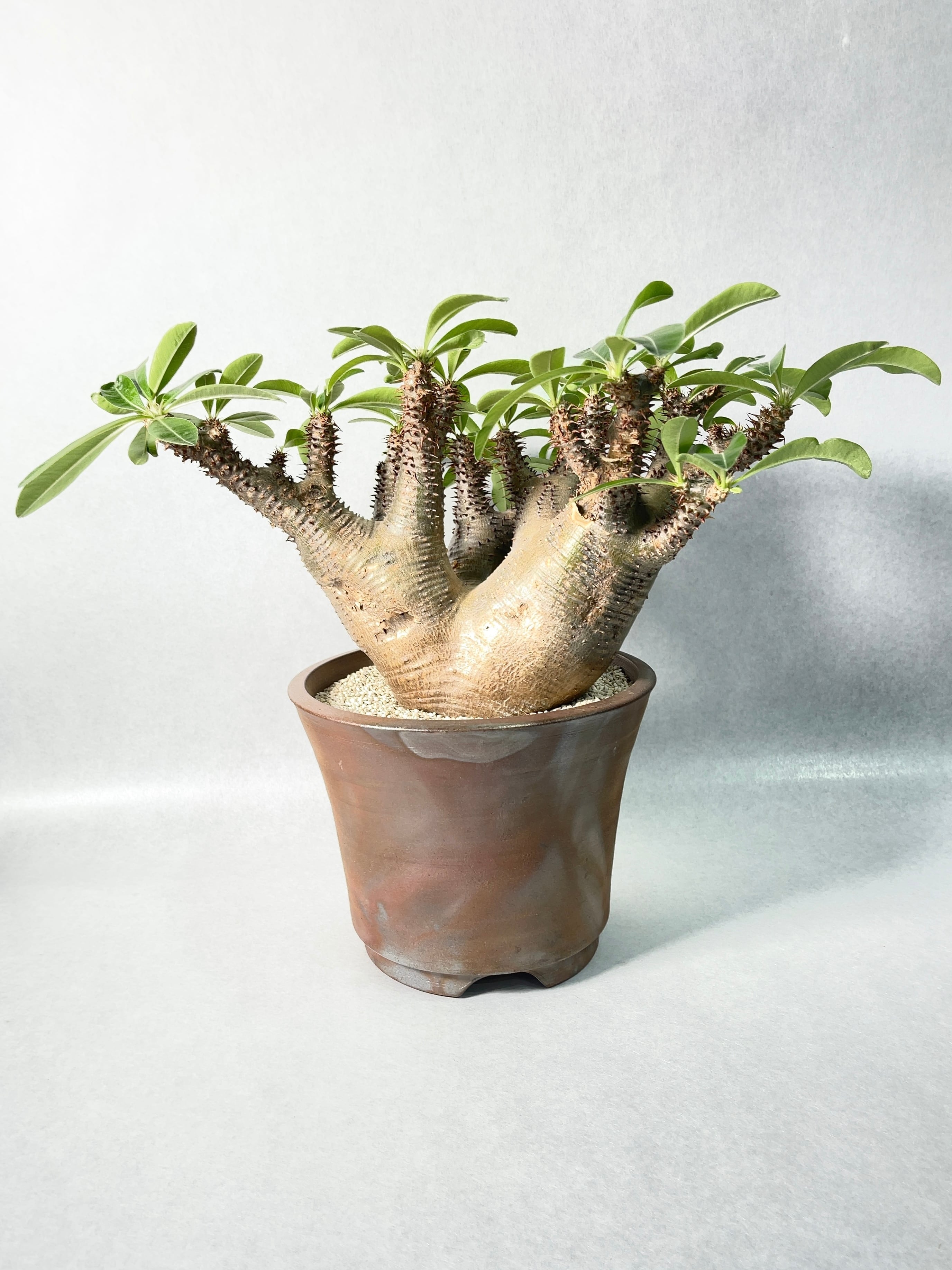 パキポディウム マカイエンセ パキポディウム マカイエンセ | GREEN LUCK