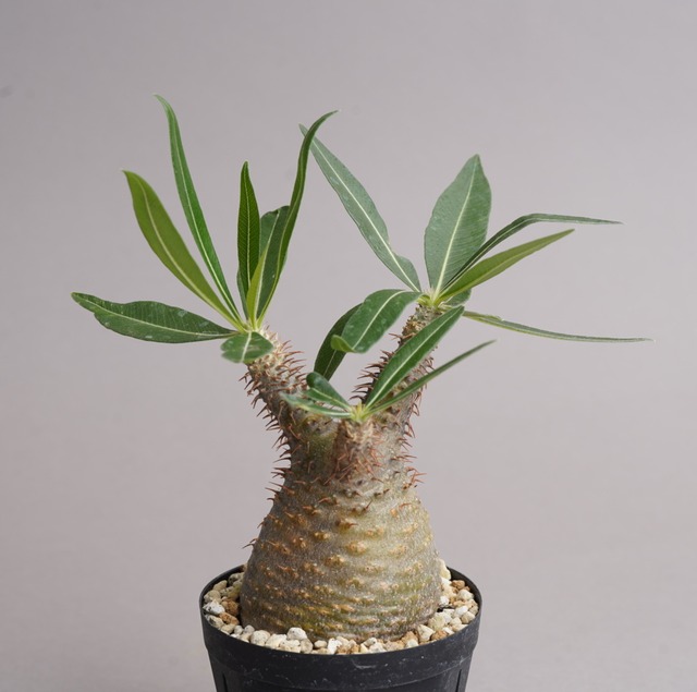 パキポディウム グラキリス no.8〈発根済み〉