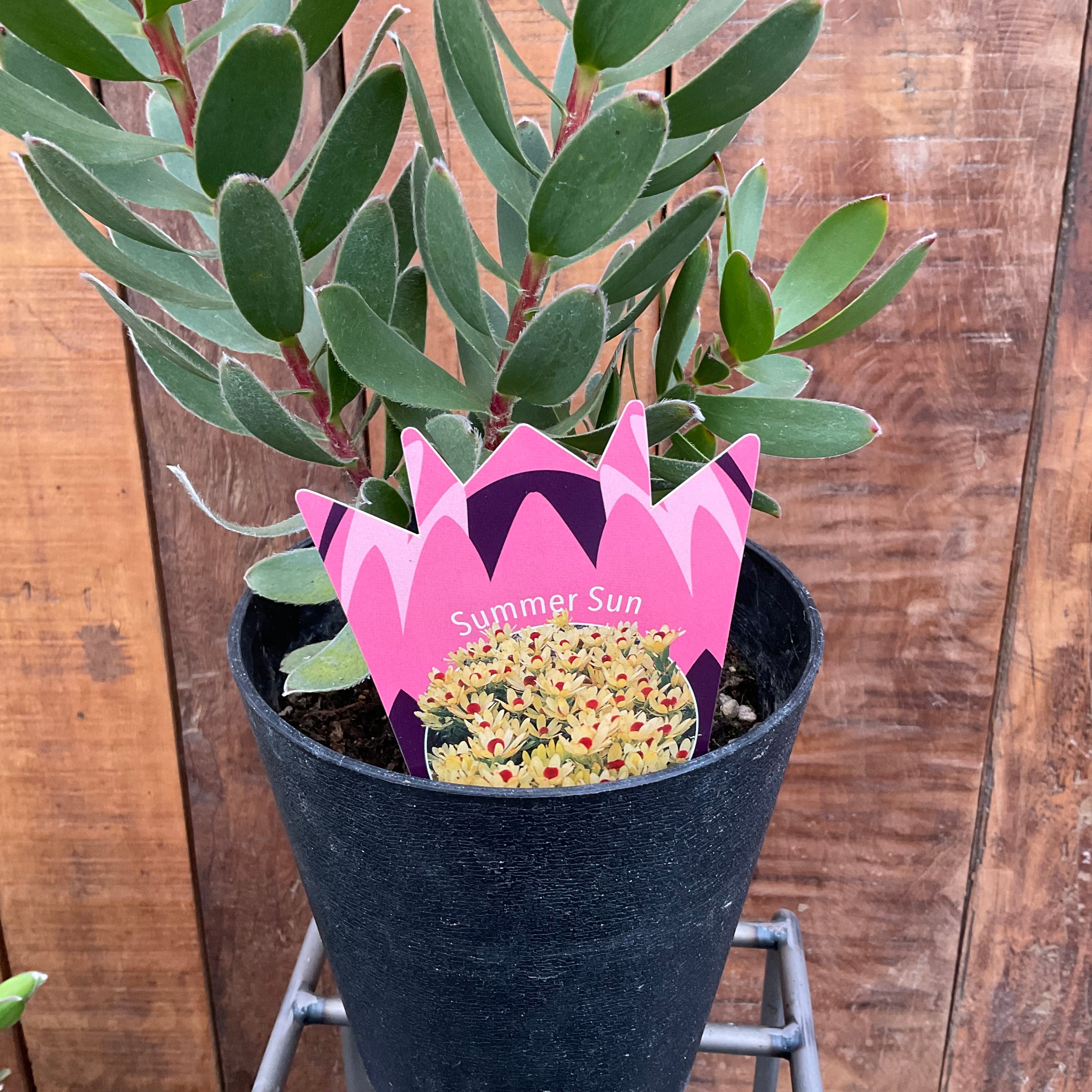 リューカデンドロン サマーサン① | 沼ノ上農園