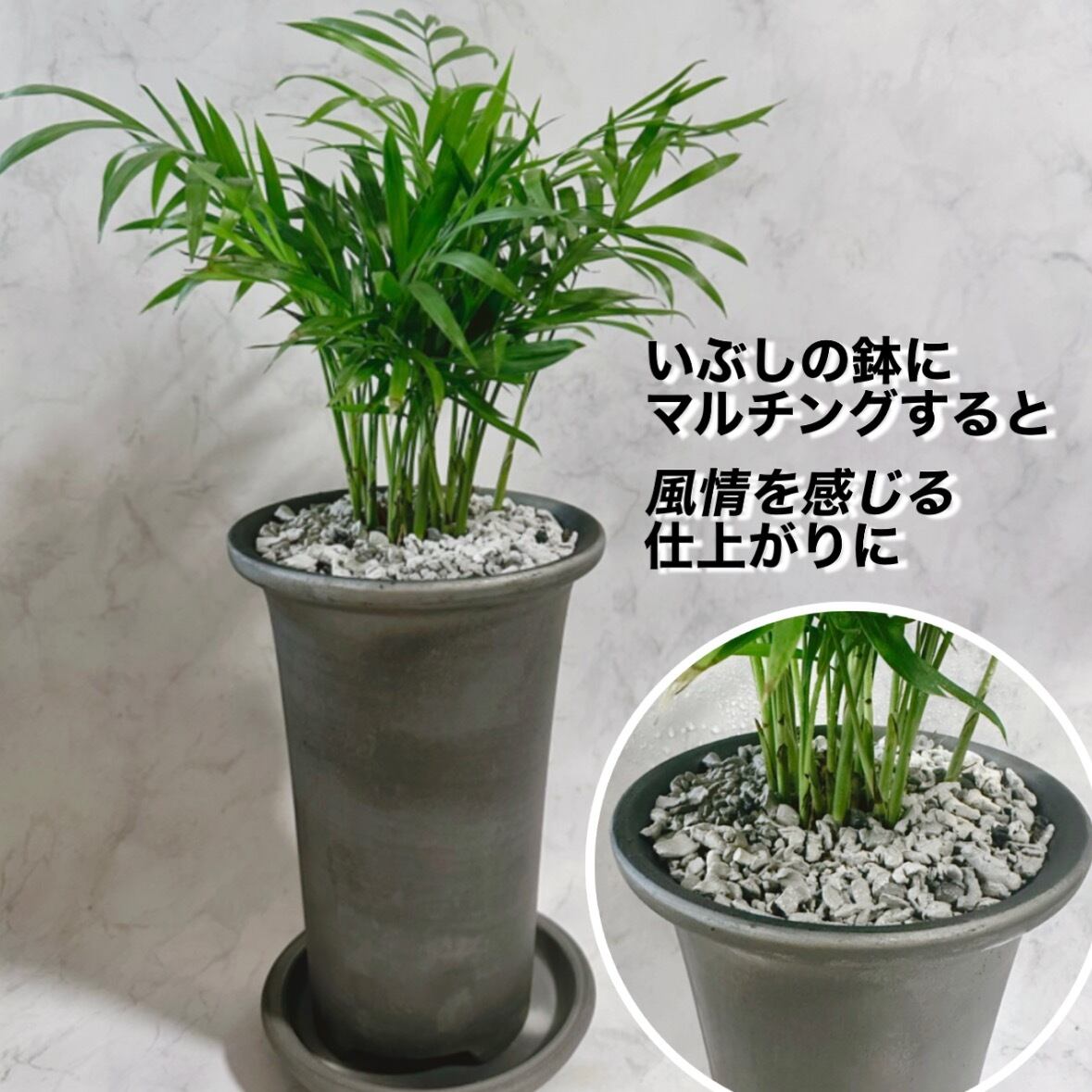 赤焼 600ml【テラチップ®️】