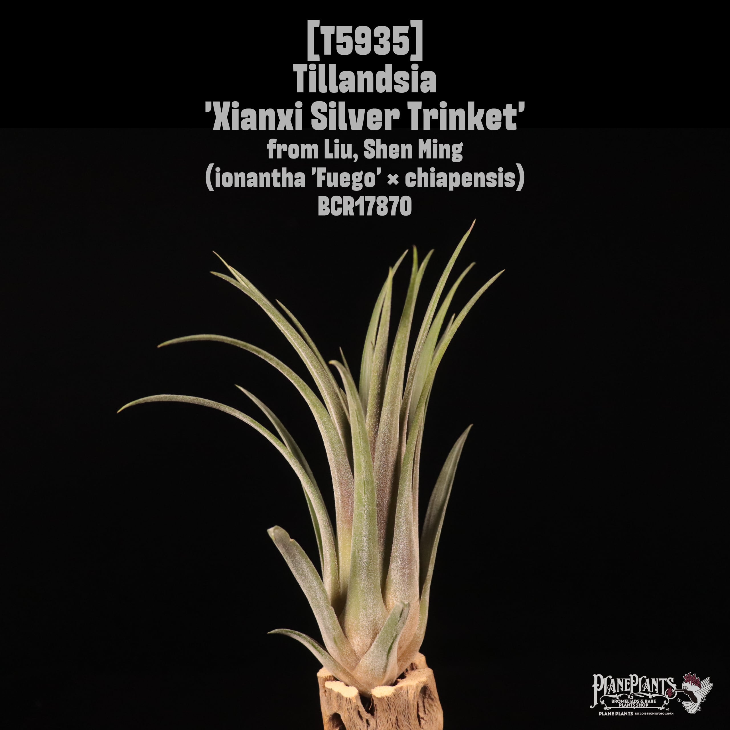 Tillandsia 'Xianxi Silver Trinket'〔エアプランツ〕T5935