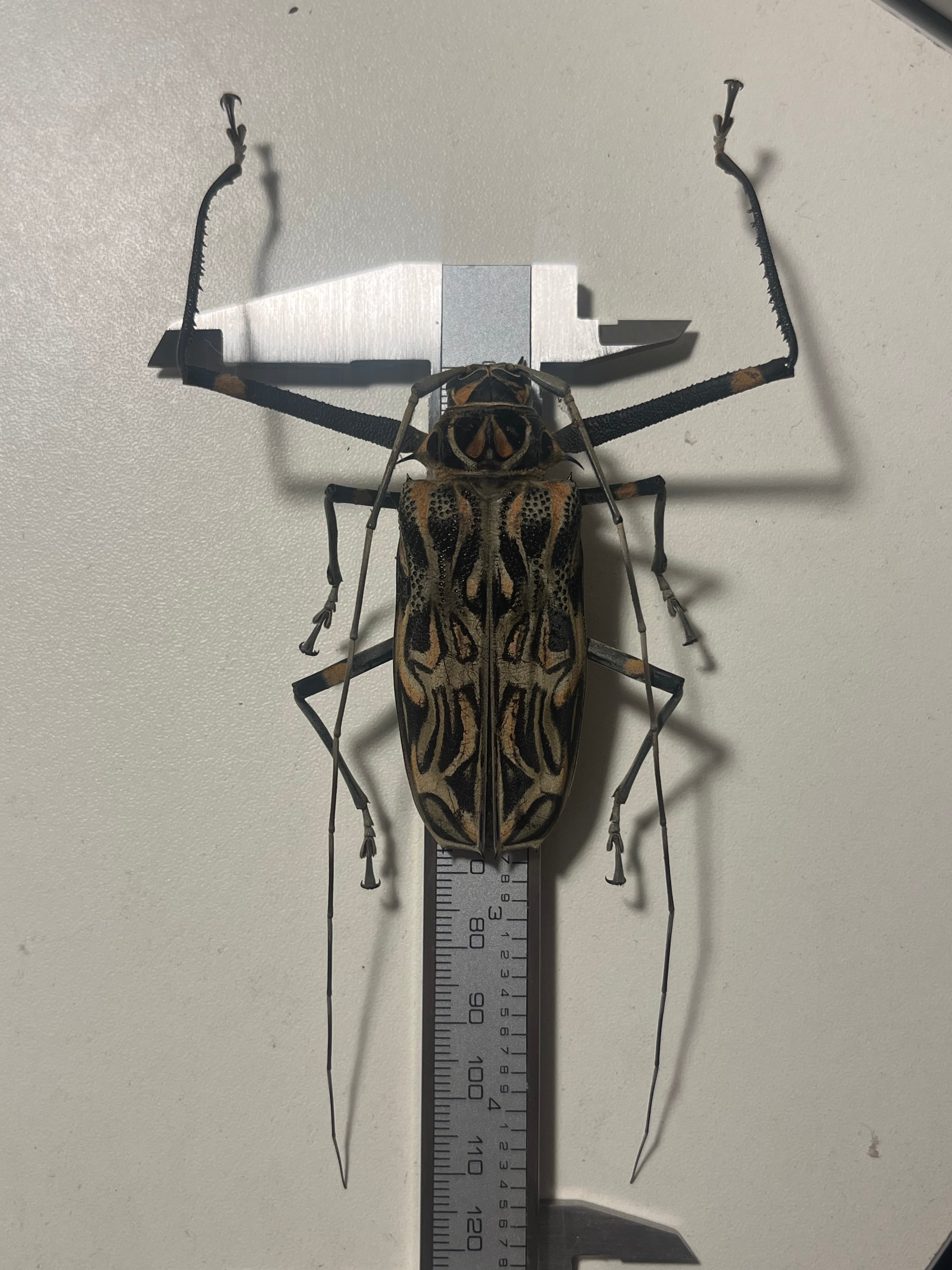 68mm♀】テナガカミキリ 昆虫標本甲虫ハムシサソリタランチュラムカデ