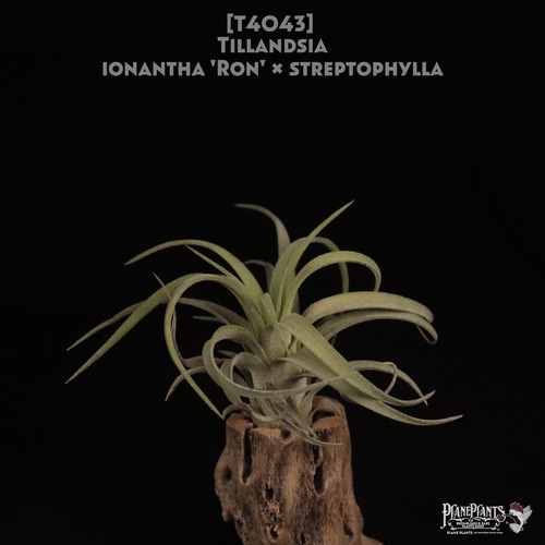 【送料無料】streptophylla x ionantha 'Ron'〔エアプランツ〕現品発送T4043