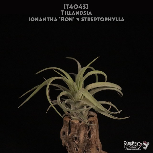 【送料無料】ionantha × pruinosa〔エアプランツ〕現品発送T3815
