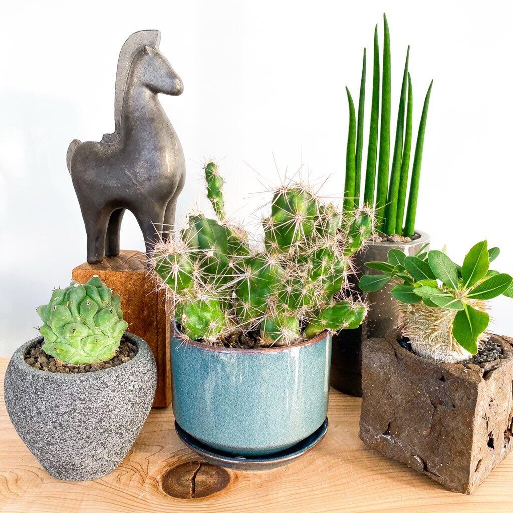 オプンチア・インビクタ