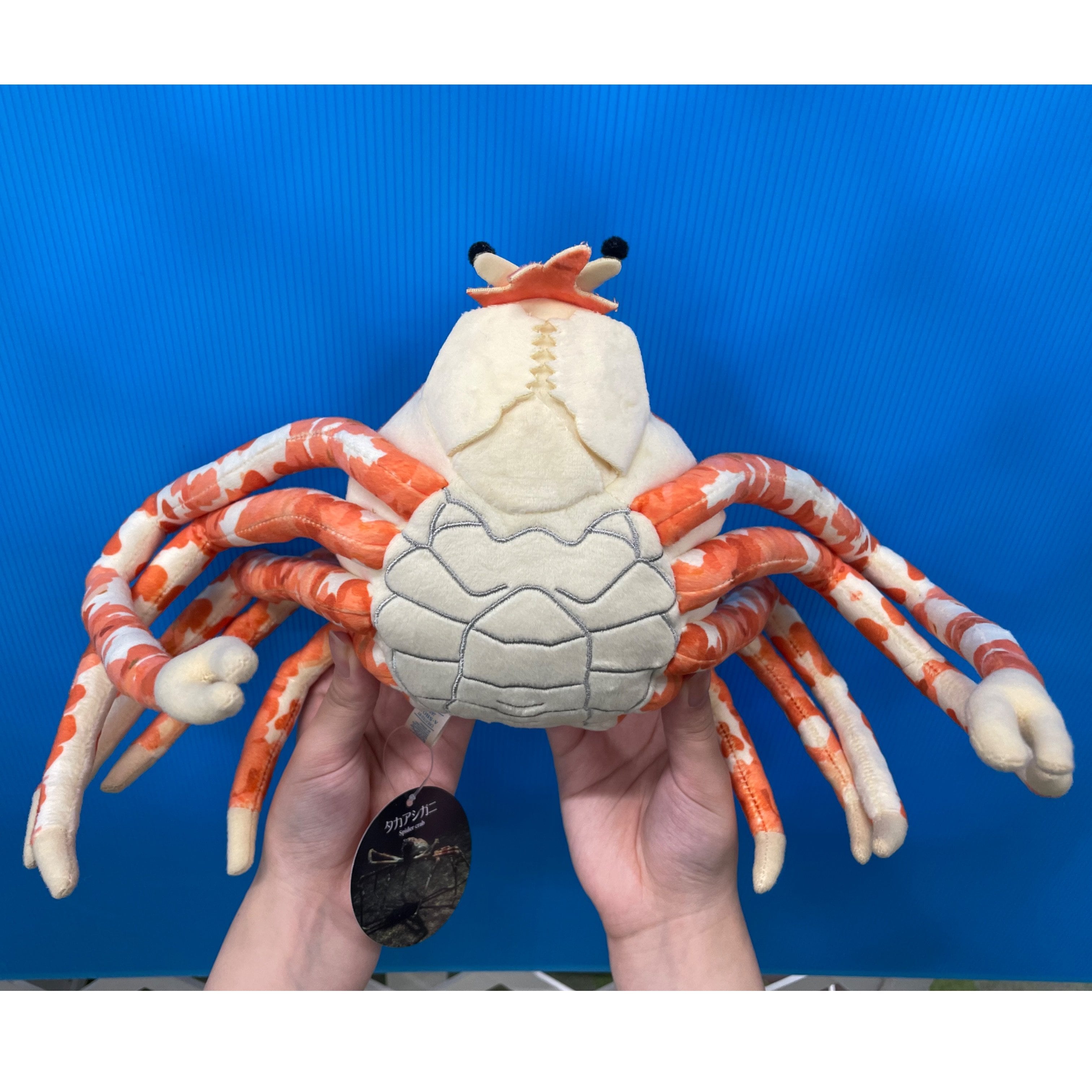 タカアシガニ ぬいぐるみ | 幼魚屋オンラインショップ