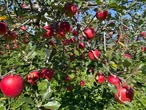 馬糞たい肥で育てたUMAPPLE5kg ※東日本の引退馬