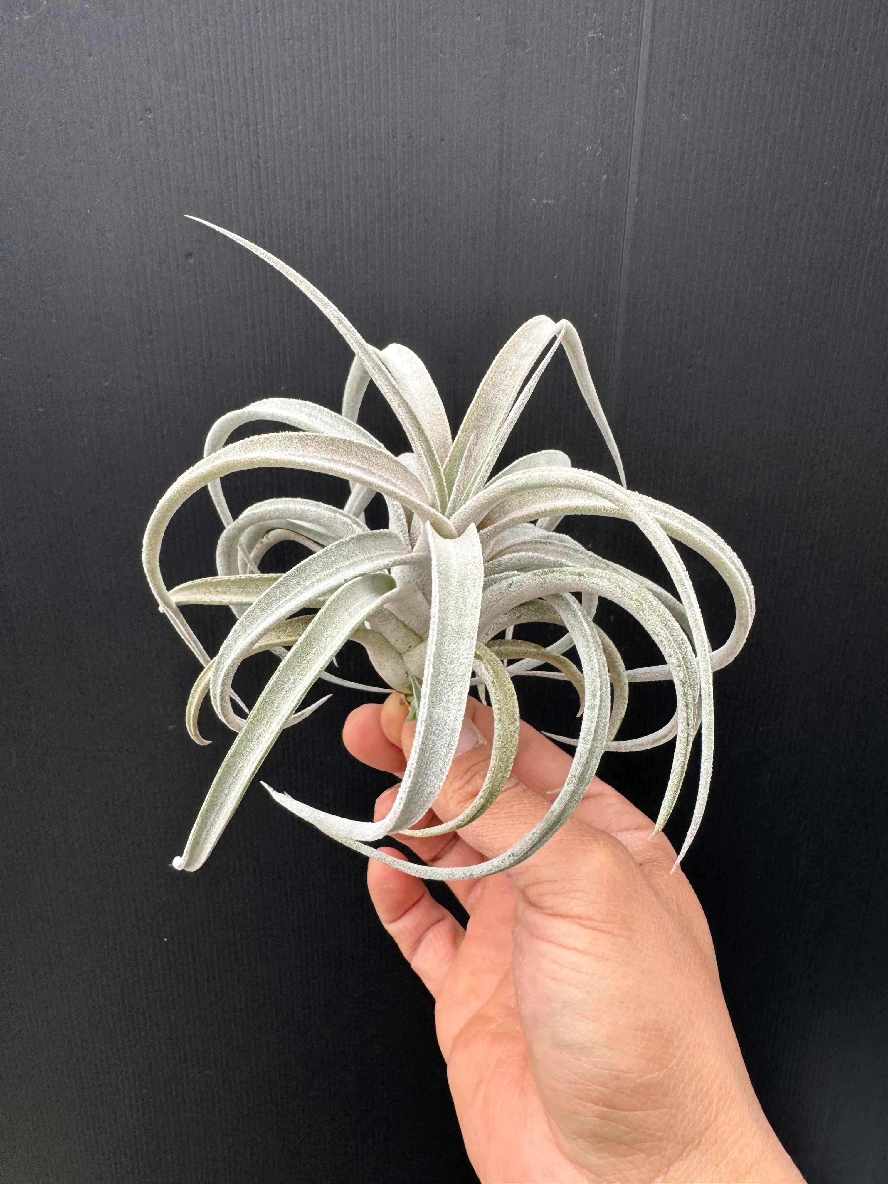 イオナンタ バンハイニンギー 斑入り③ ionantha v. vanhyningii