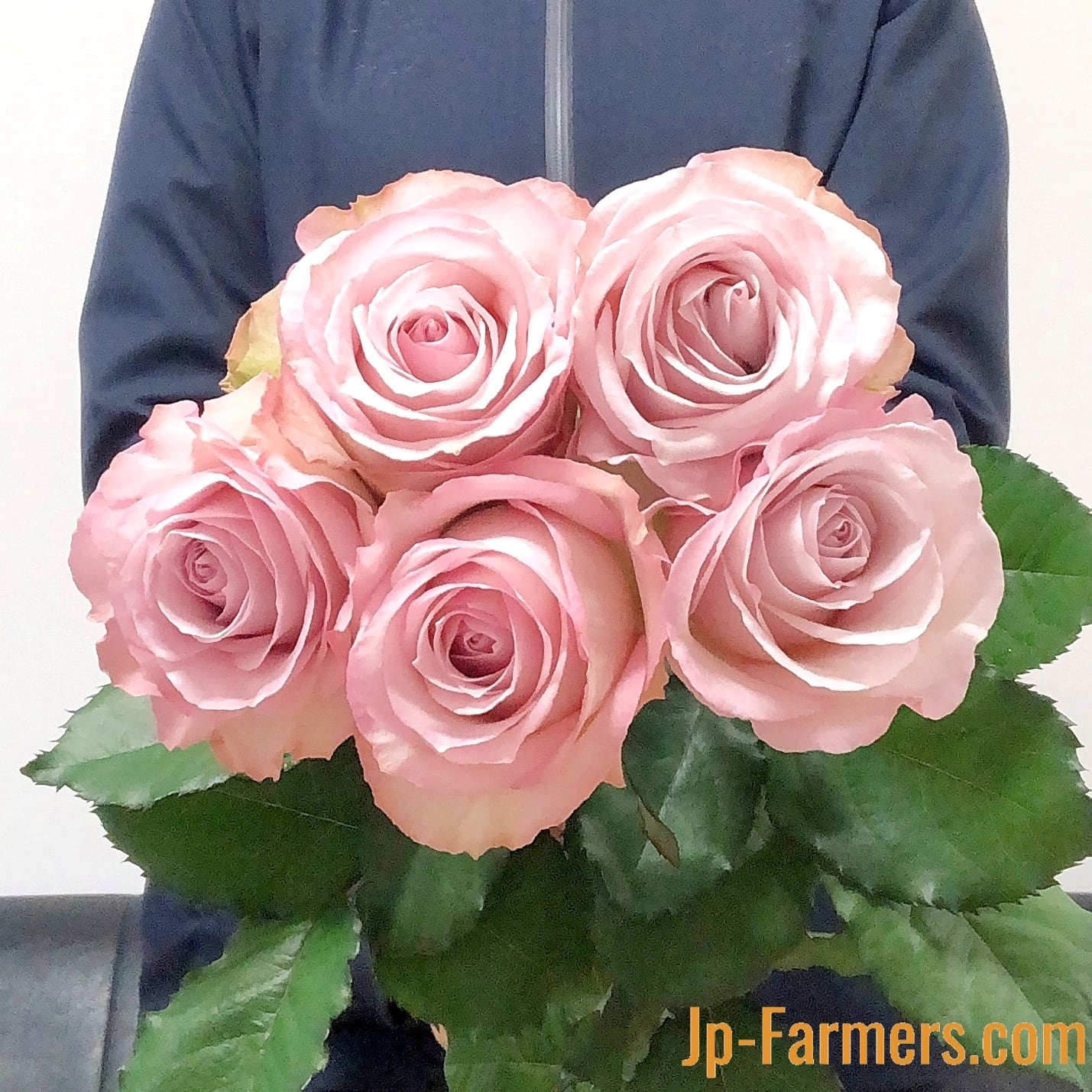 FINEROSE ☆バラ 品種名： ラプソディ 大輪系のライラックバラ