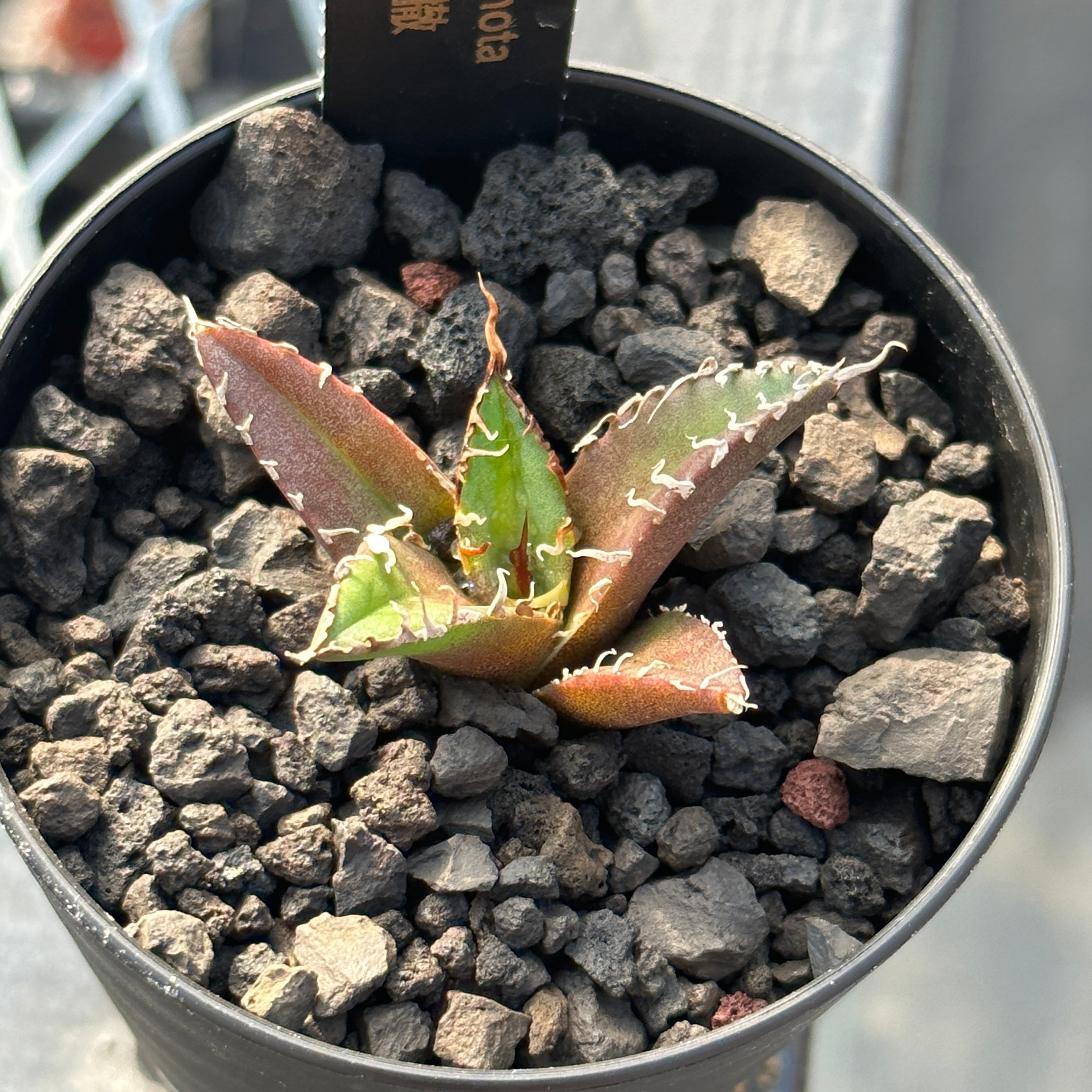 Agave Titanota “Caesar”凱撒 シーザー 子株 発根済   Plants by THE