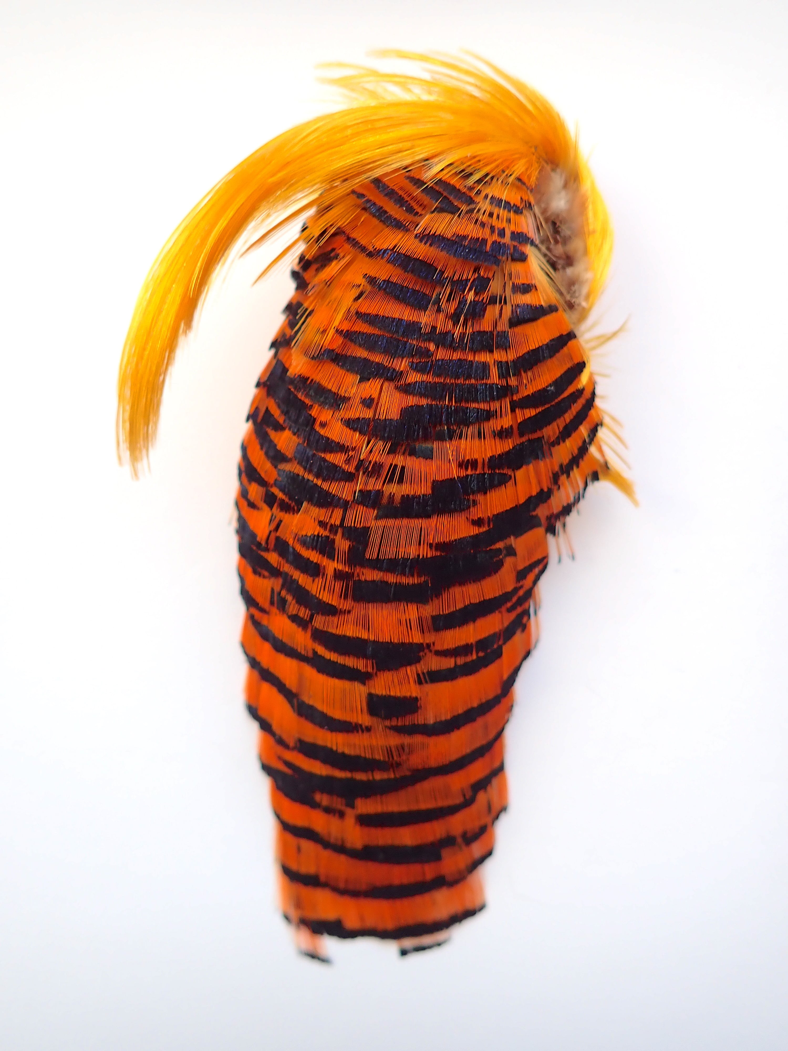 Golden Pheasant | Anglefield Fly Supplies