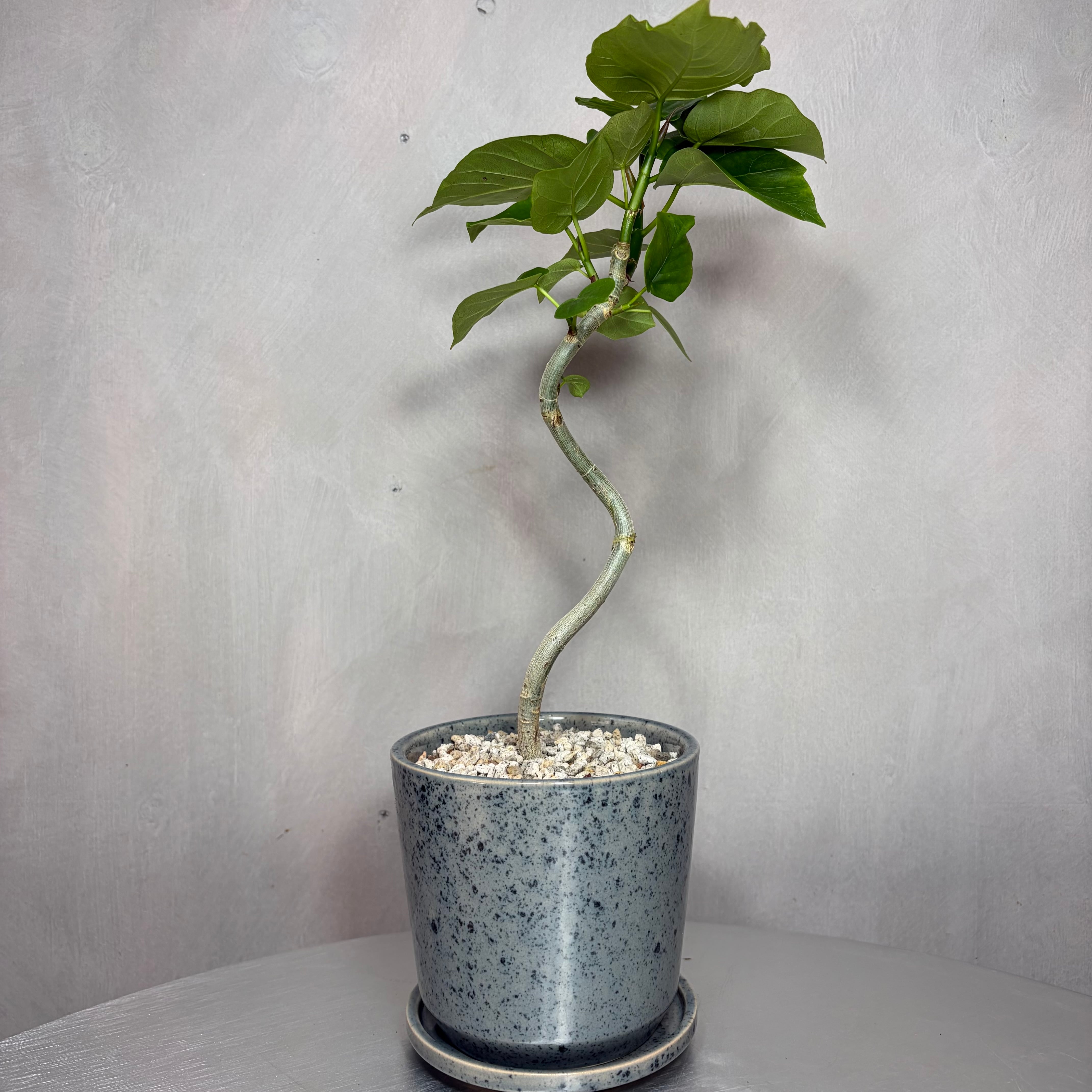 フィカス ウンベラータ 観葉植物 陶器鉢 植え込み