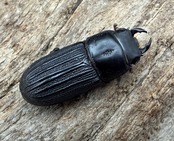 【WD】《ドルクスミント 19.5mm ペア》