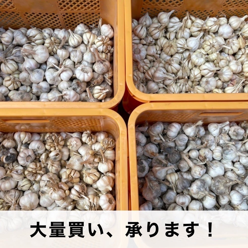 種用にんにく】 山東にんにく 2025年秋植え付け分 M～Lサイズ混合