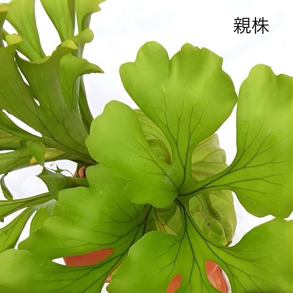 ビカクシダ P. ridleyi var. round 'G'【1049】 | PROTOLEAF プロトリーフ