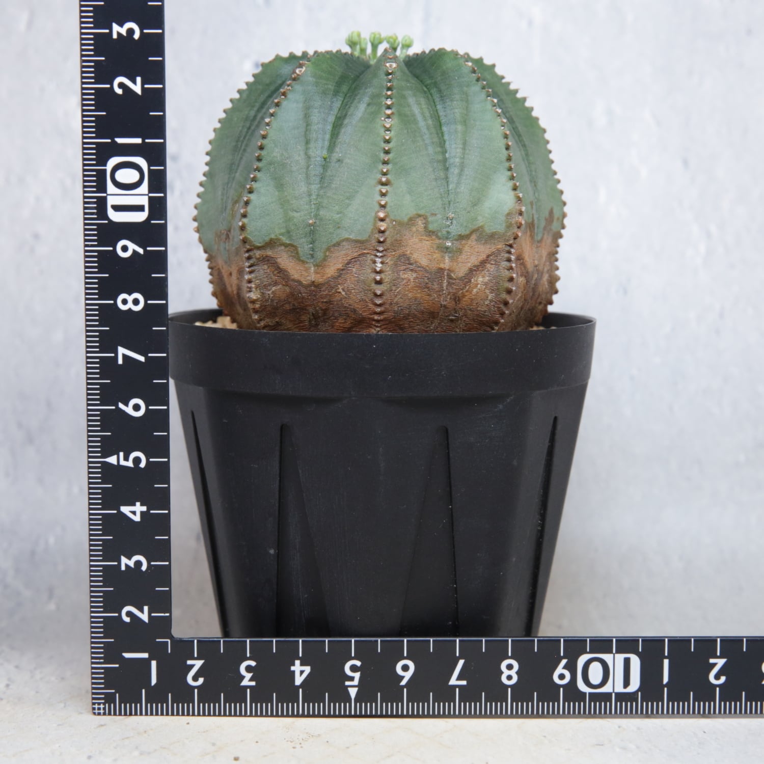 メス株 最大幅 約7.6cm 木質化 美模様 オベサ / ユーフォルビア